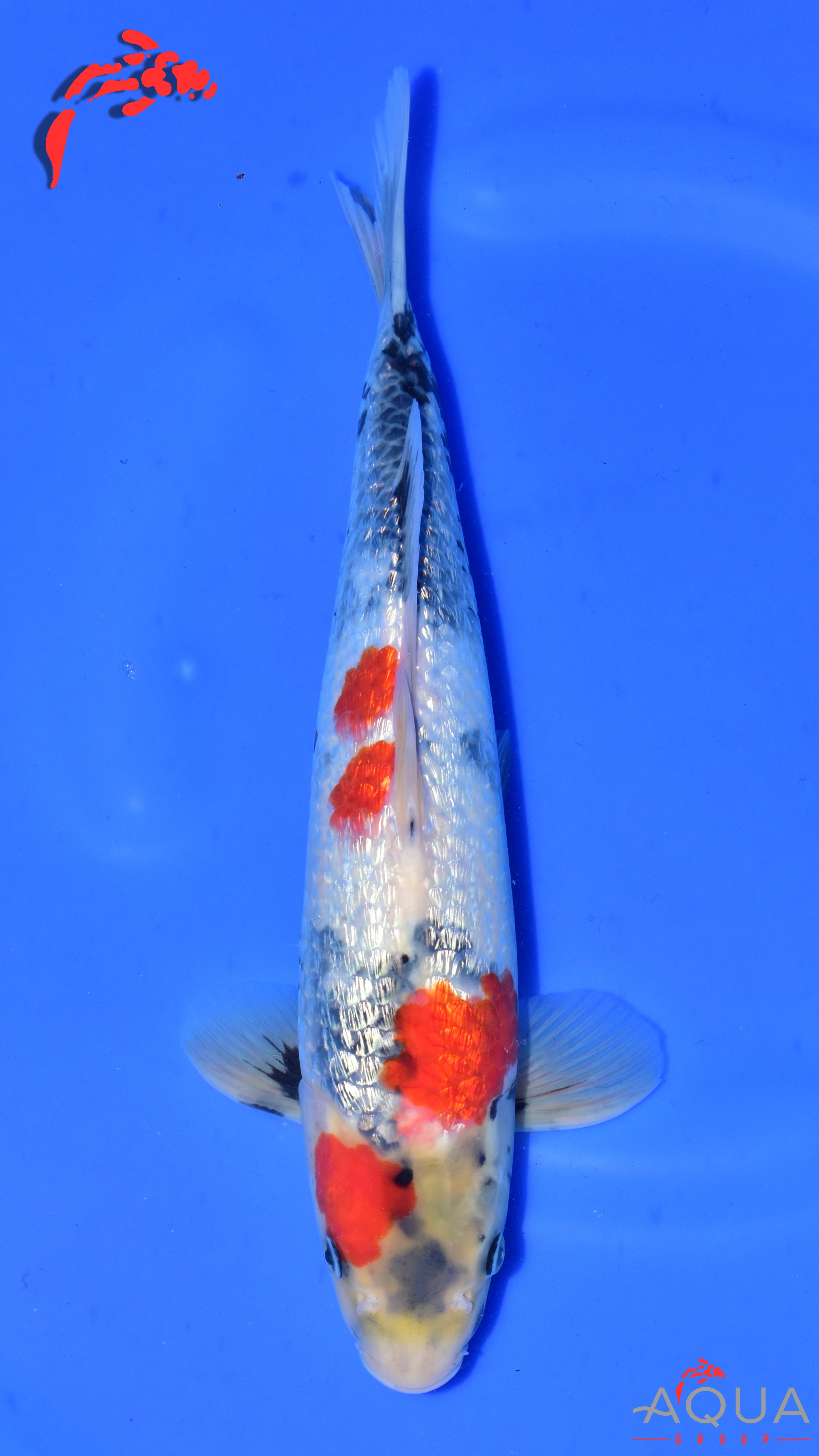 Showa - Ueno - Tosai #12