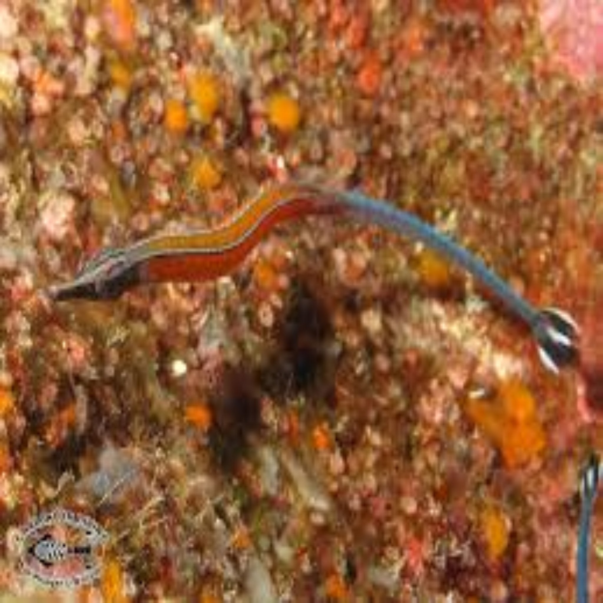 Jansii Pipe Fish-Flame - Aqua Group