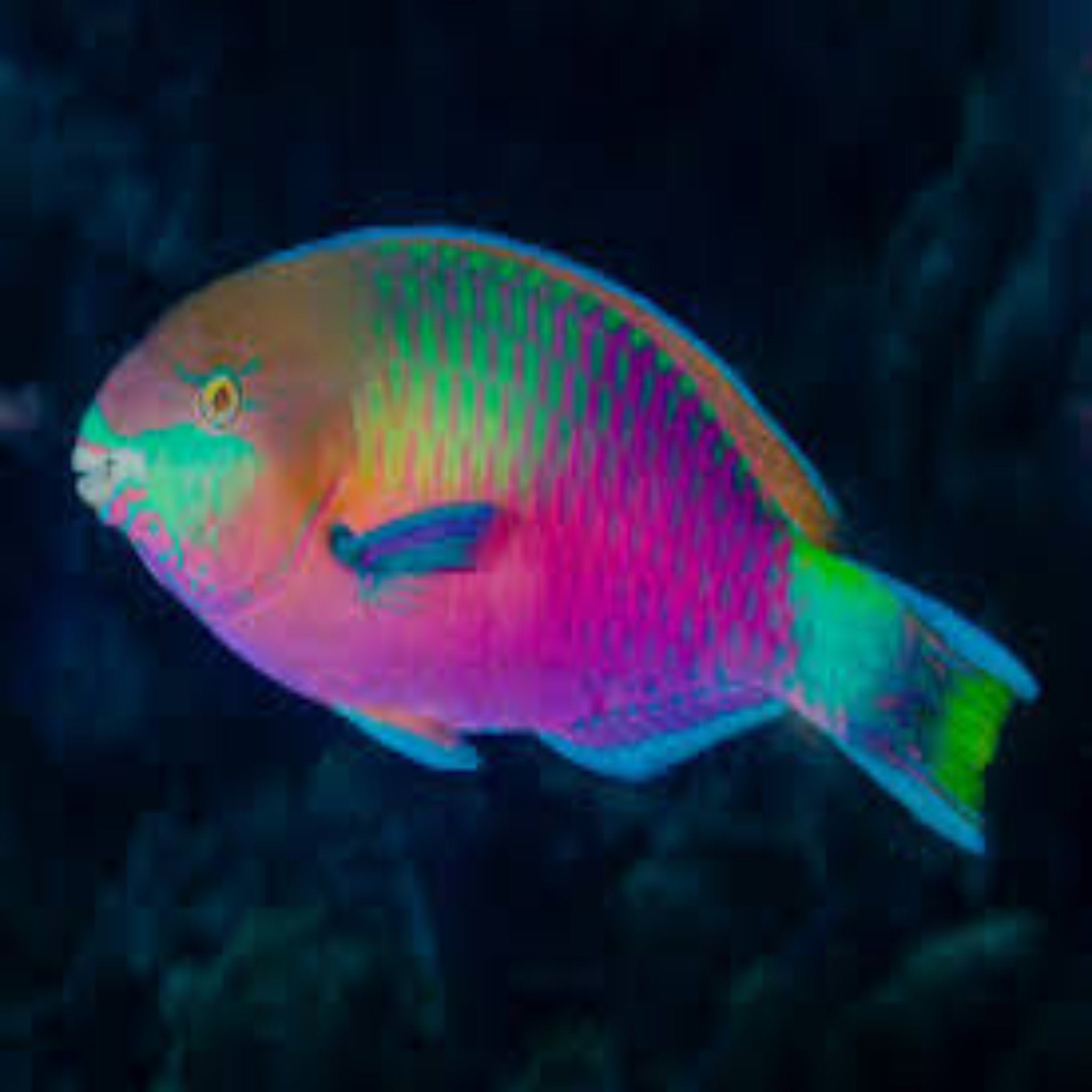 Parrotfish - Quoyi Pair - Aqua Group