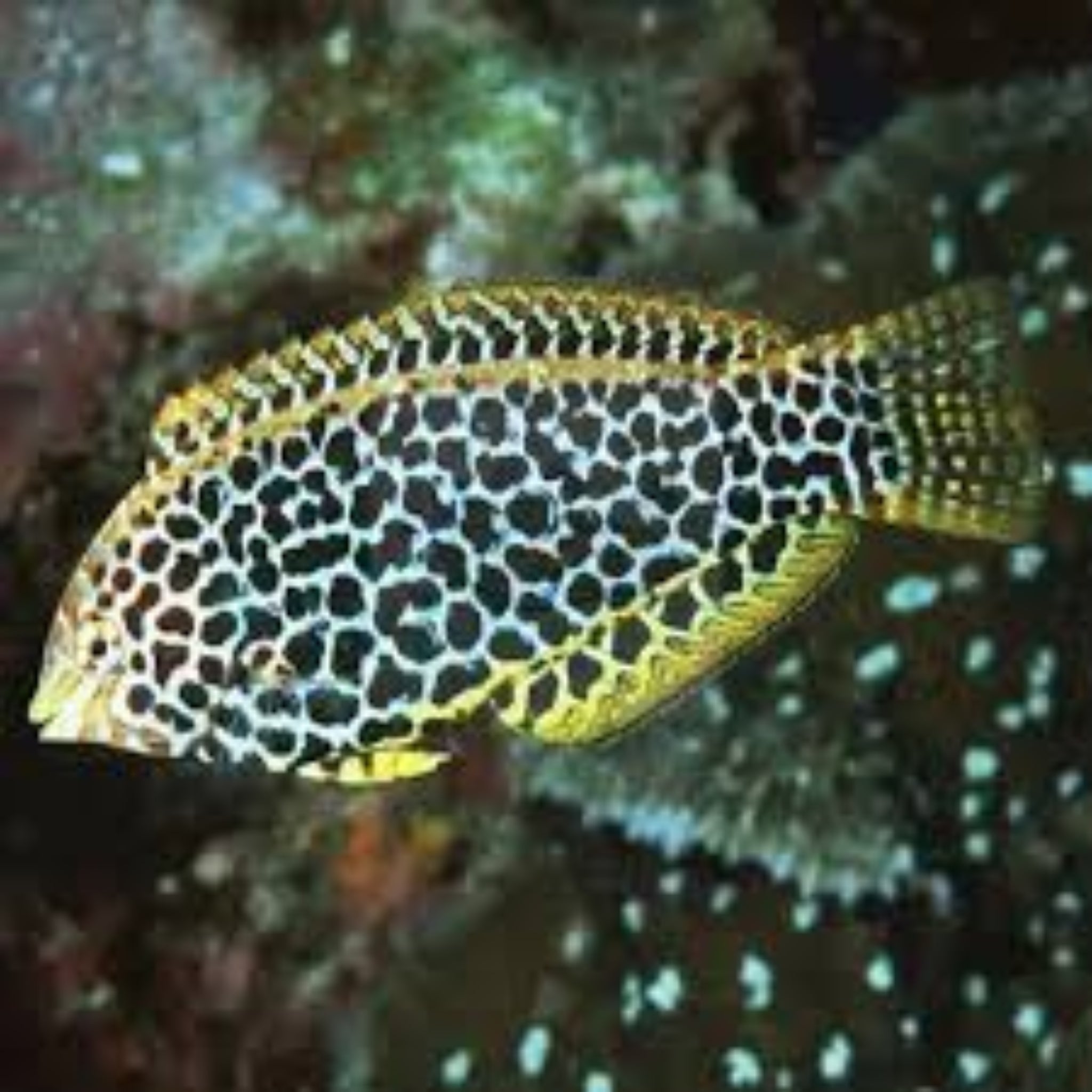 Leopard Wrasse