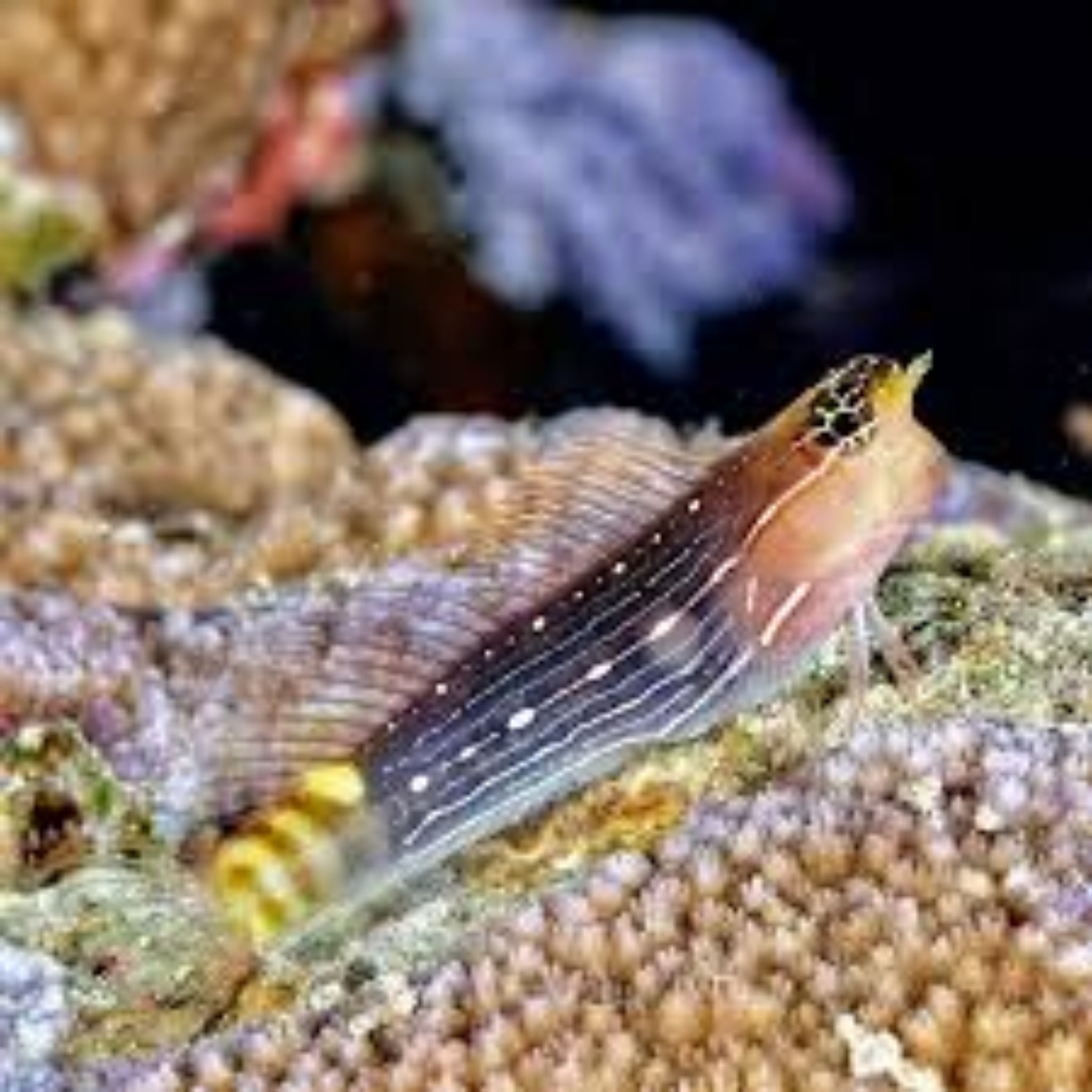 Pictus Blenny