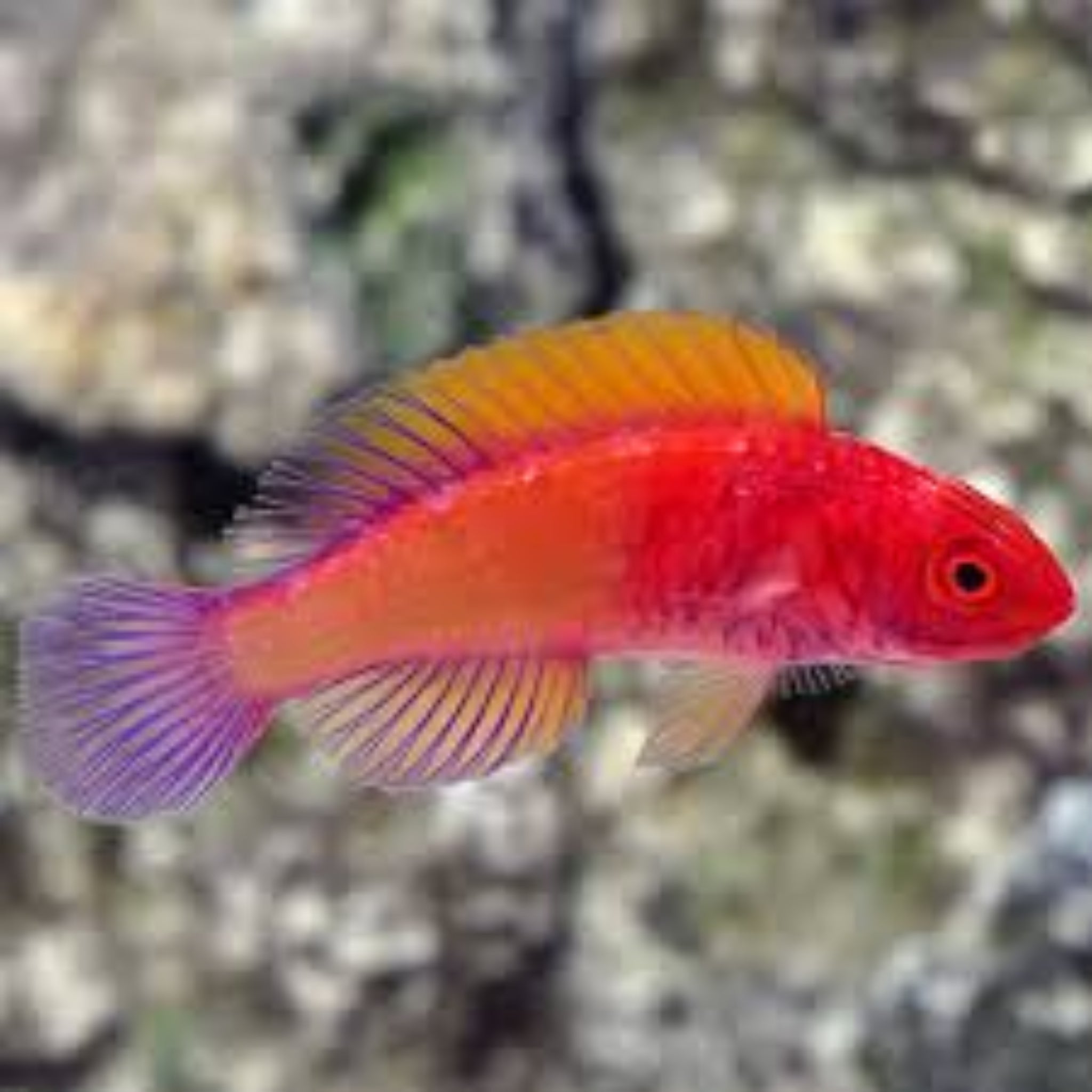 Dwarf Purple Parrot Wrasse