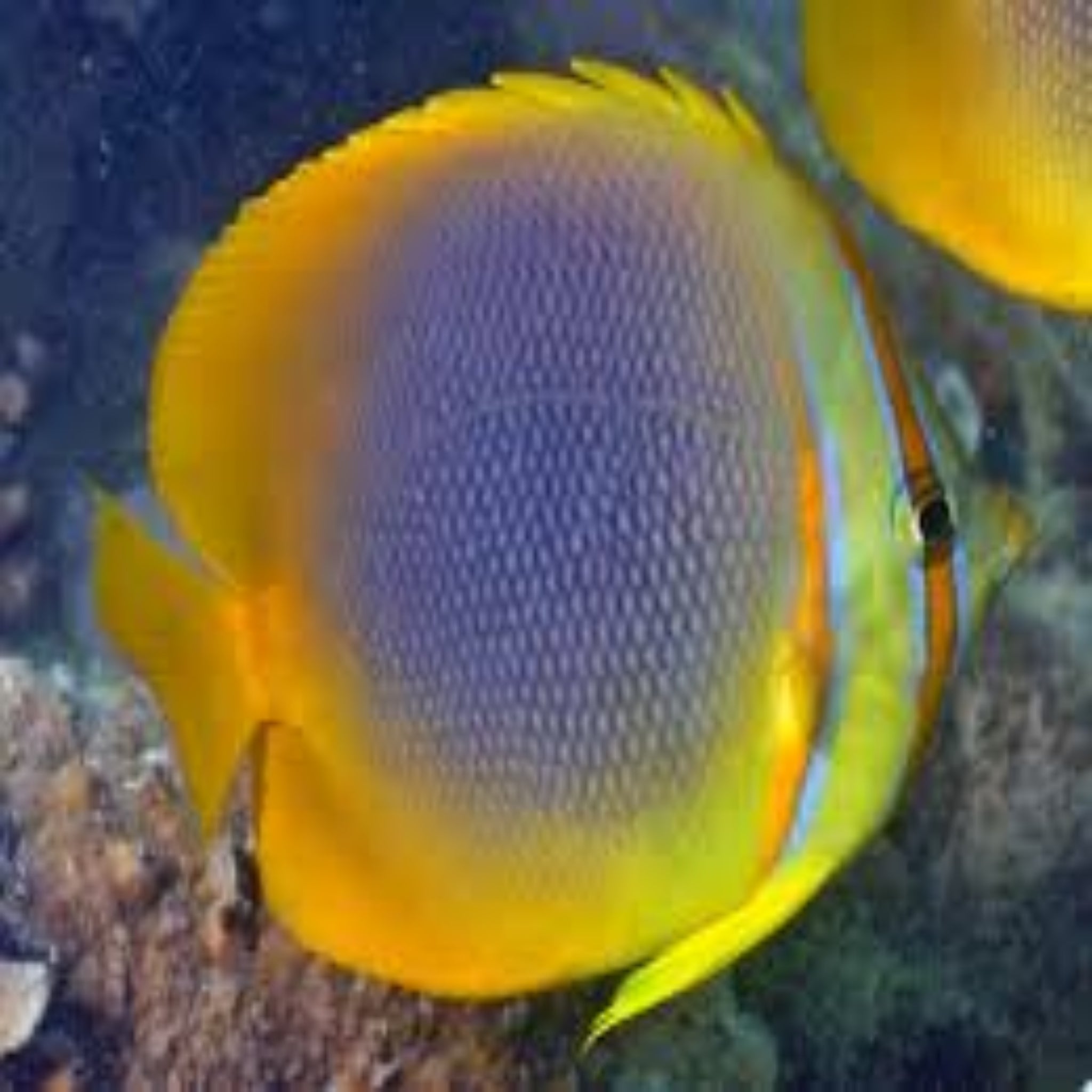 Australian Golden Butterfly (Chaetodon Aureofasciatus)