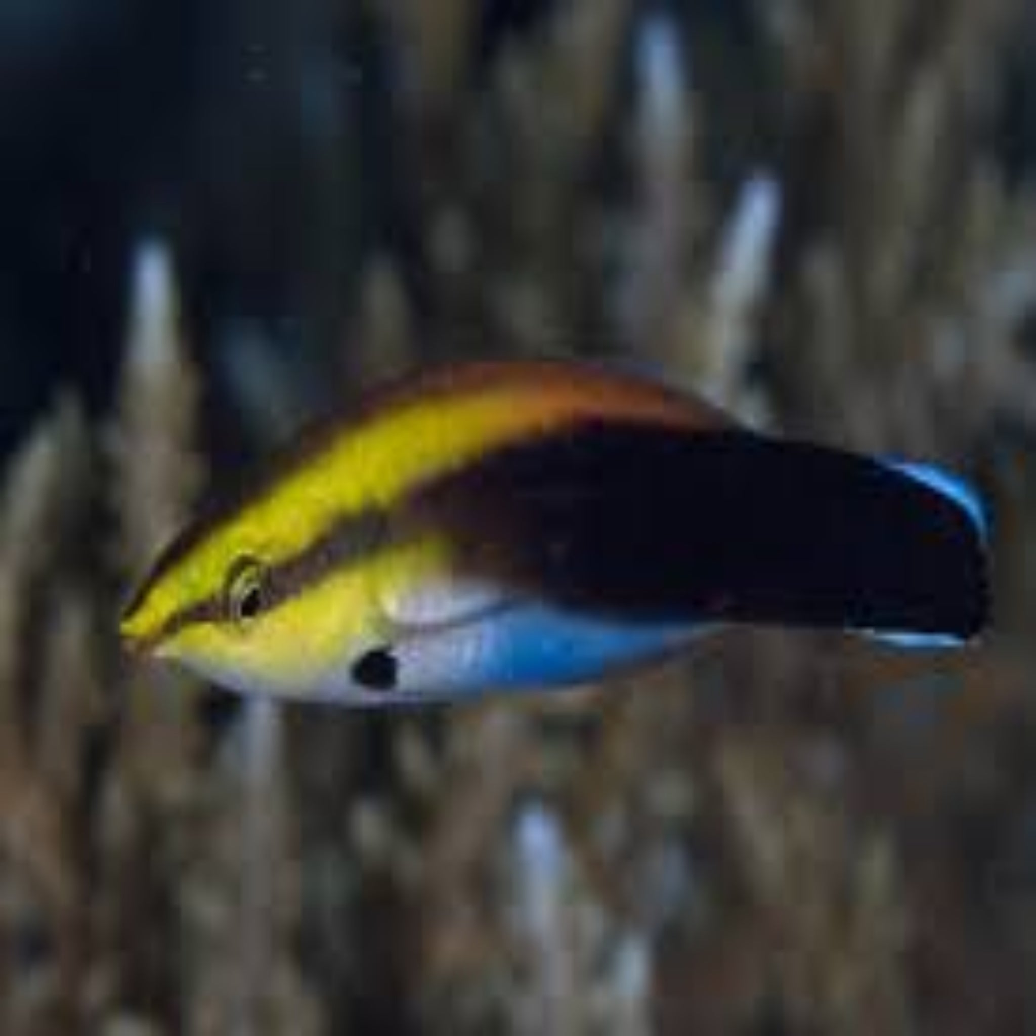 Cleaner Wrasse- Meteor