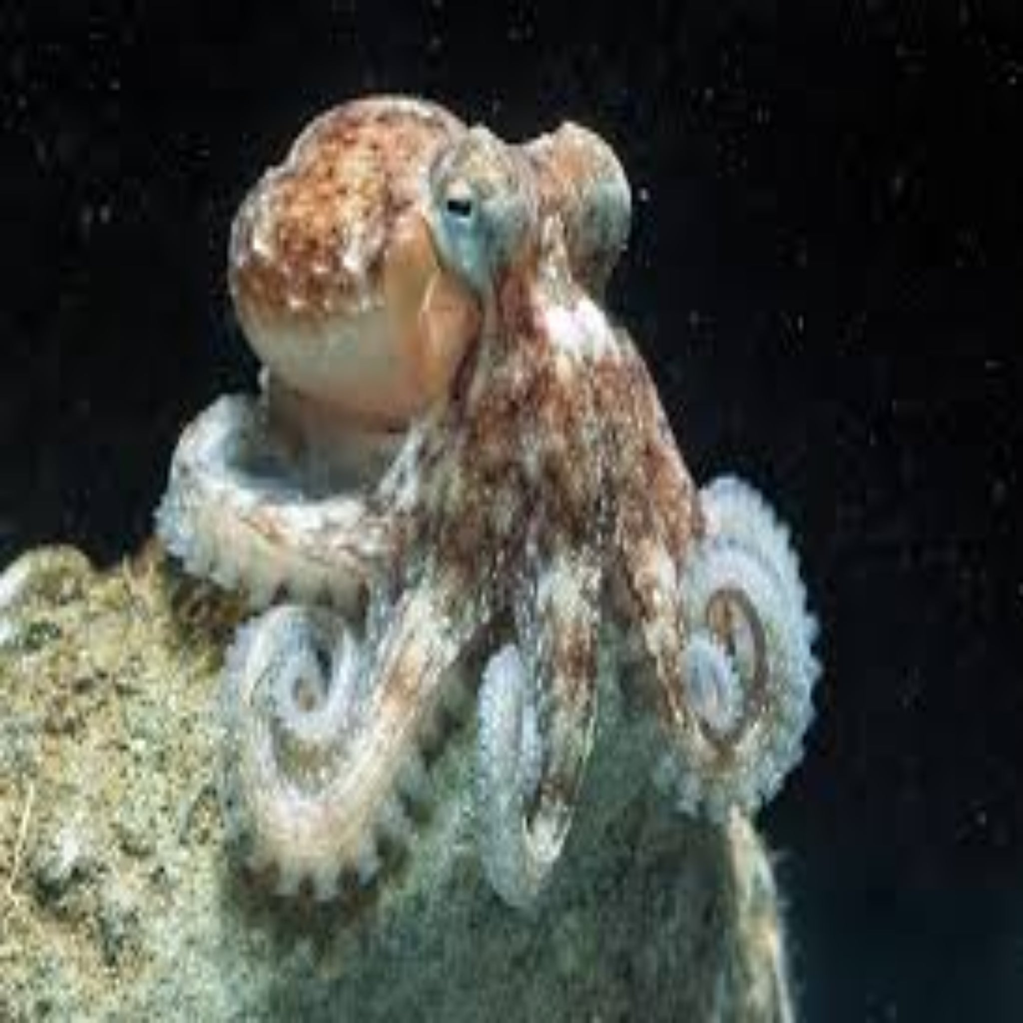 Common Octopus- Octopus Vulgaris