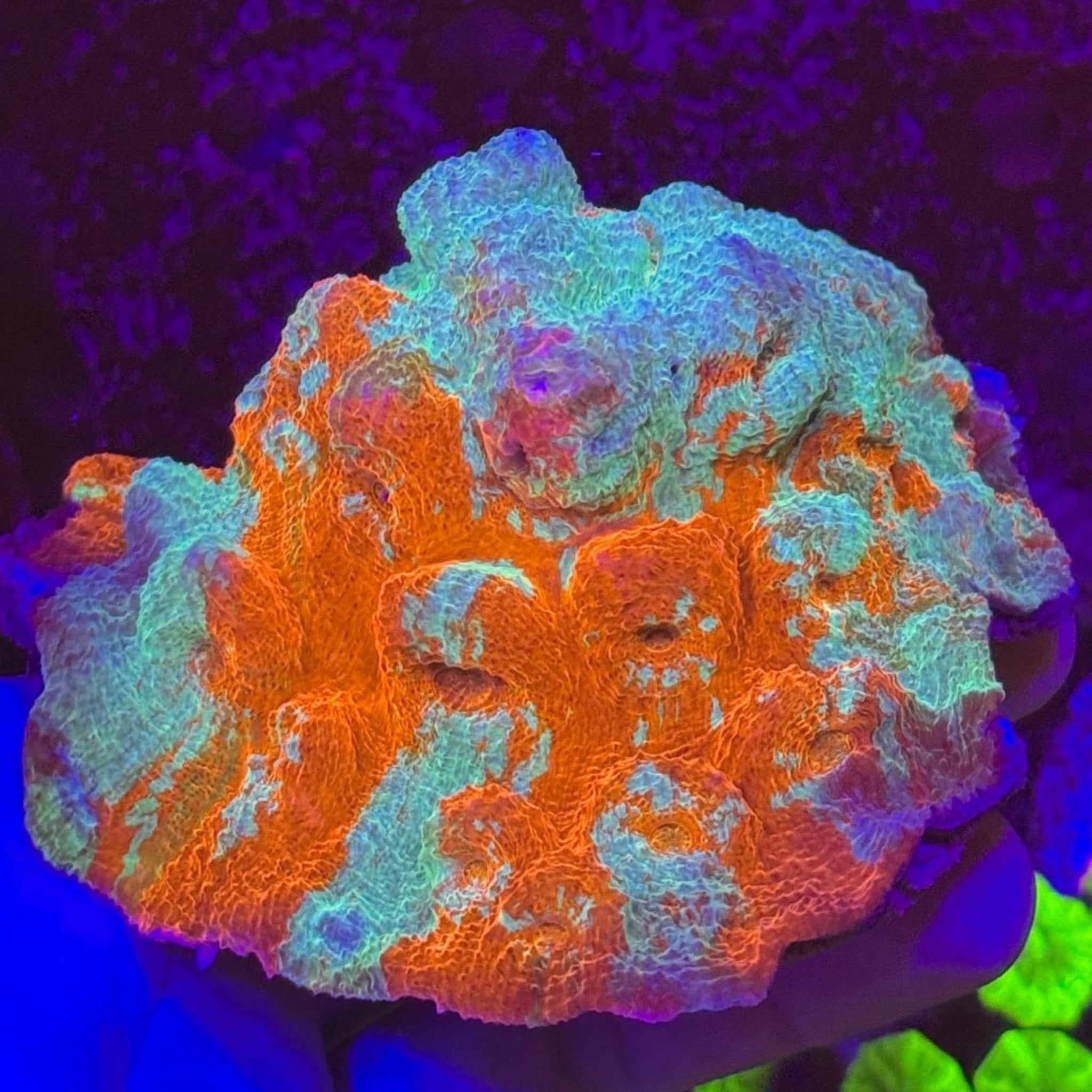 Rainbow Explosion Chalice