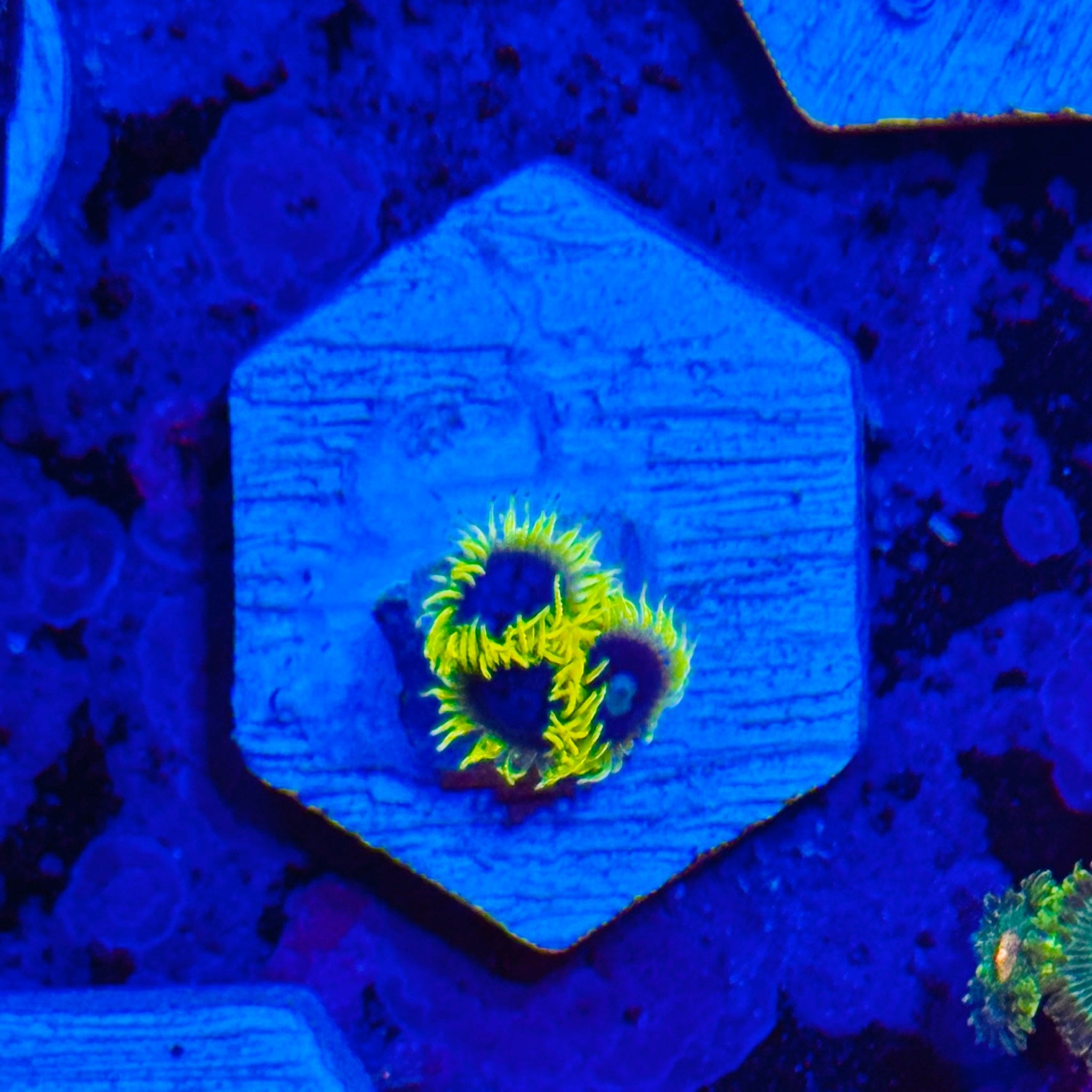 Blueberry Field Zoas