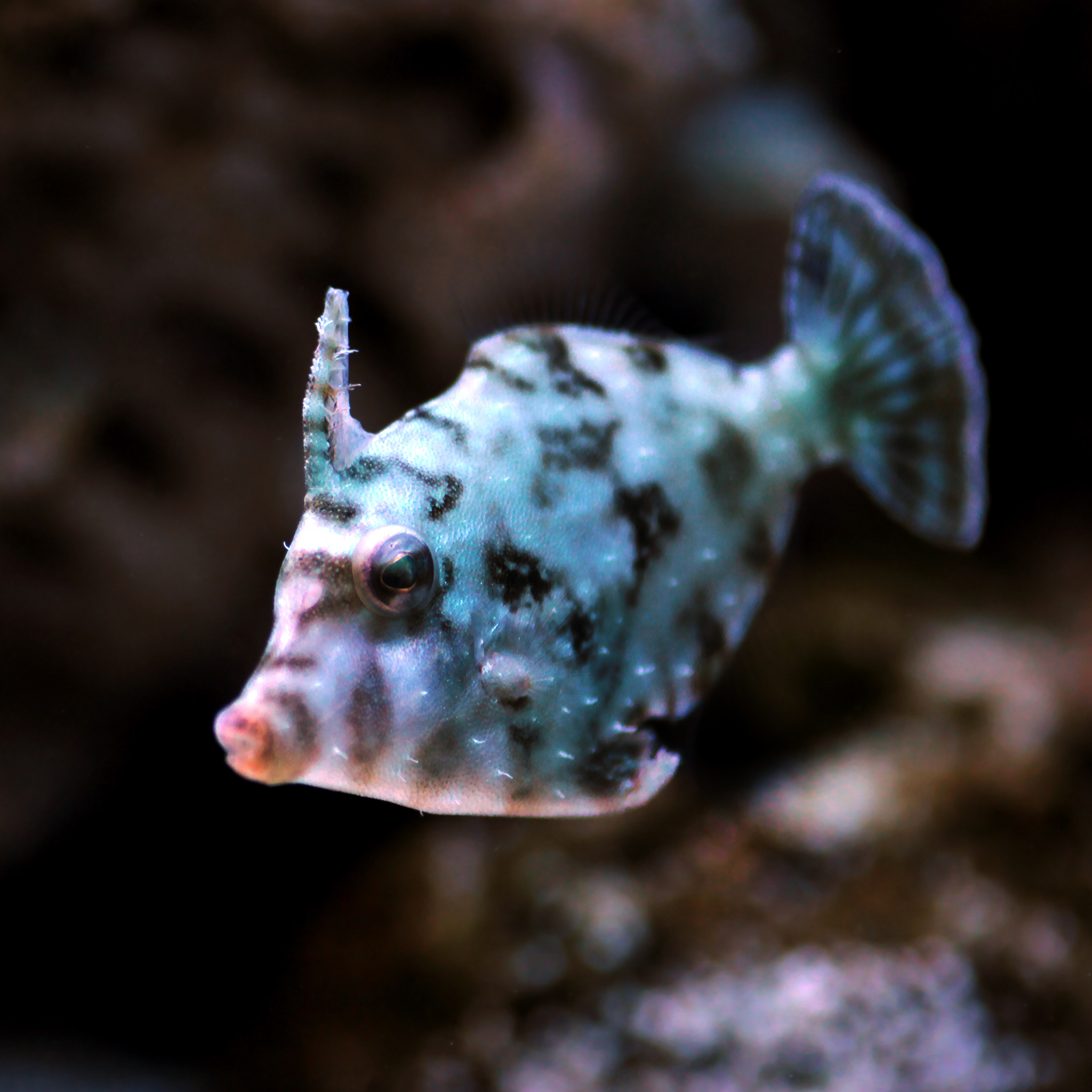 Aiptasia Eating Filefish