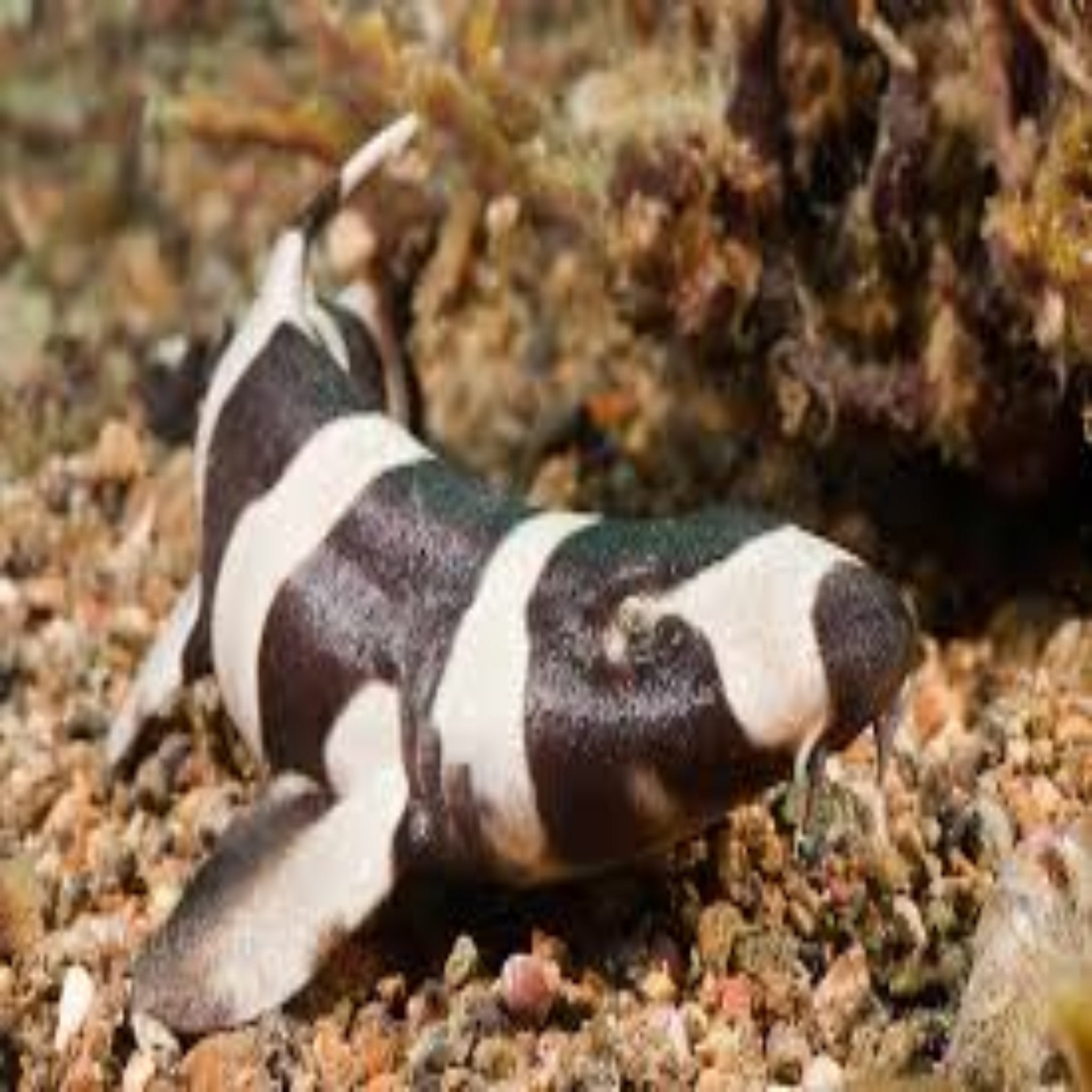 Shark - Banded Cat-Pair - Aqua Group