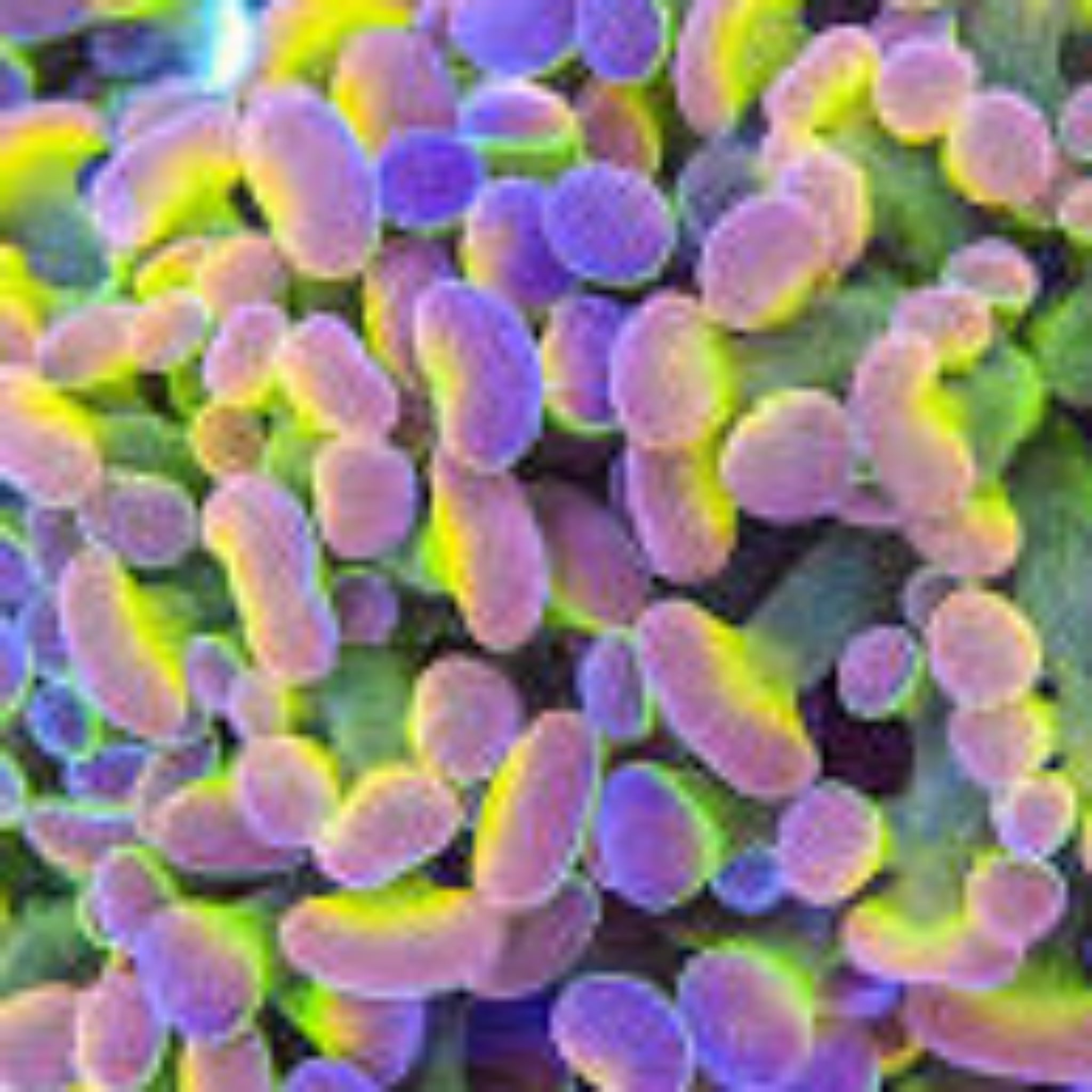 Holy Moly Branching Hammer - Aqua Group