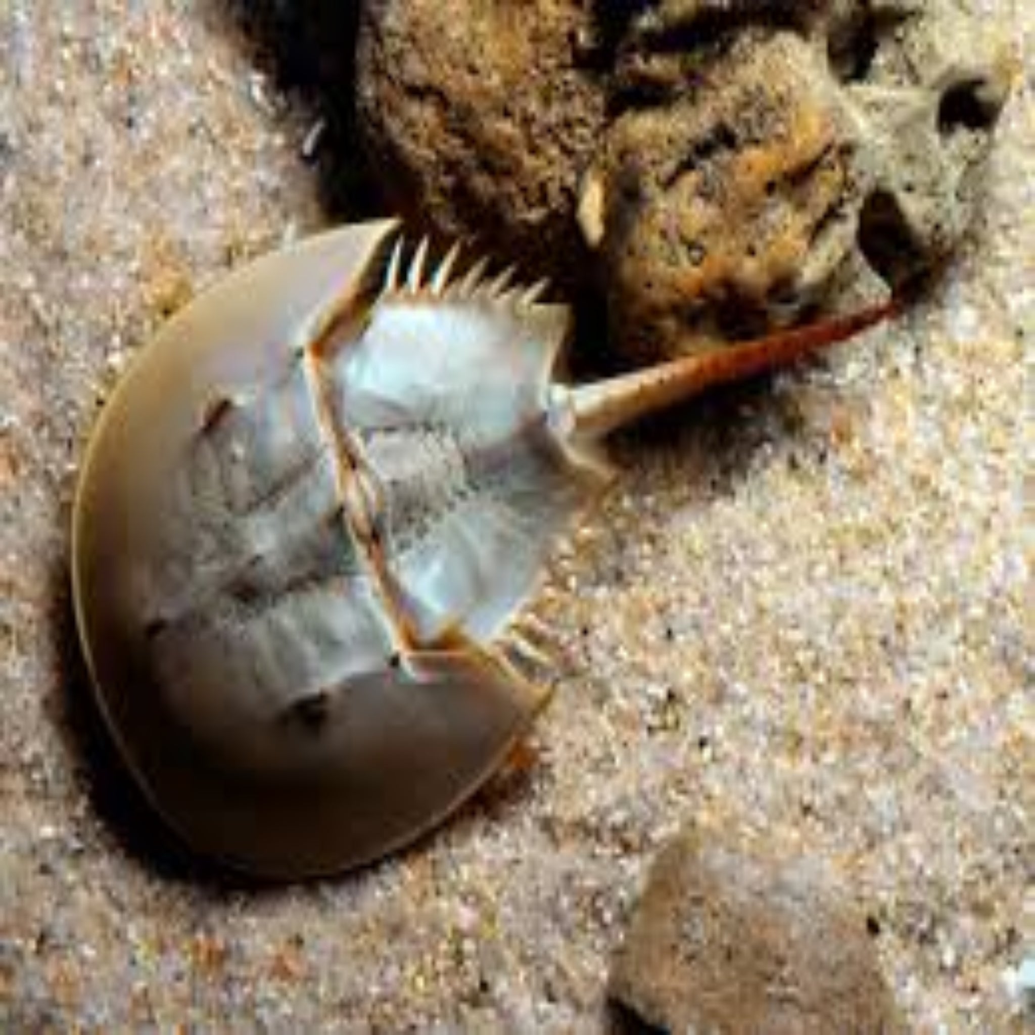 Horseshoe Crab