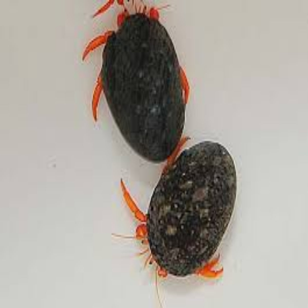 Fast Moving Red Leg Hermit Crab - Aqua Group