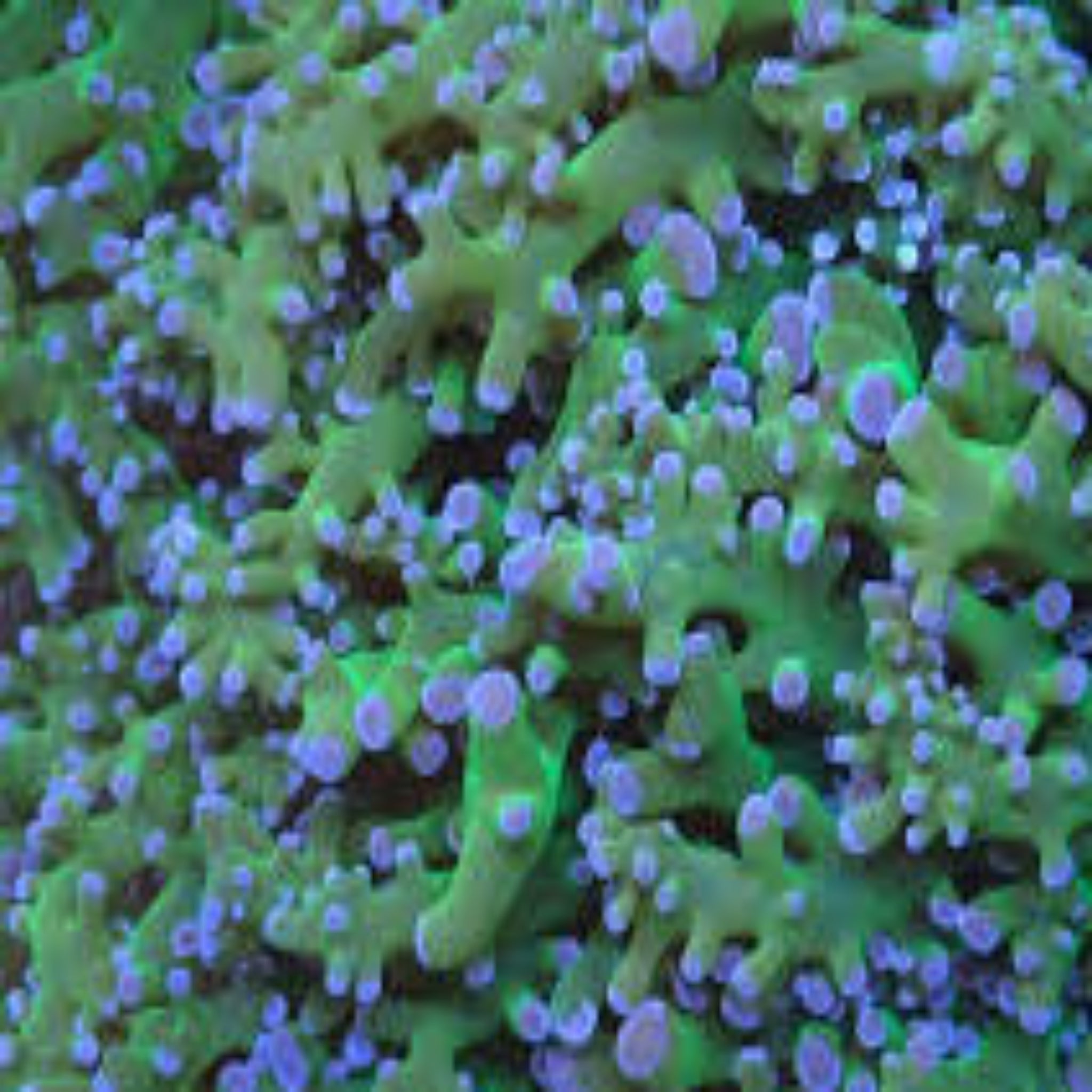 Green Blue Tip Frogspawn (1polyp) - Aqua Group
