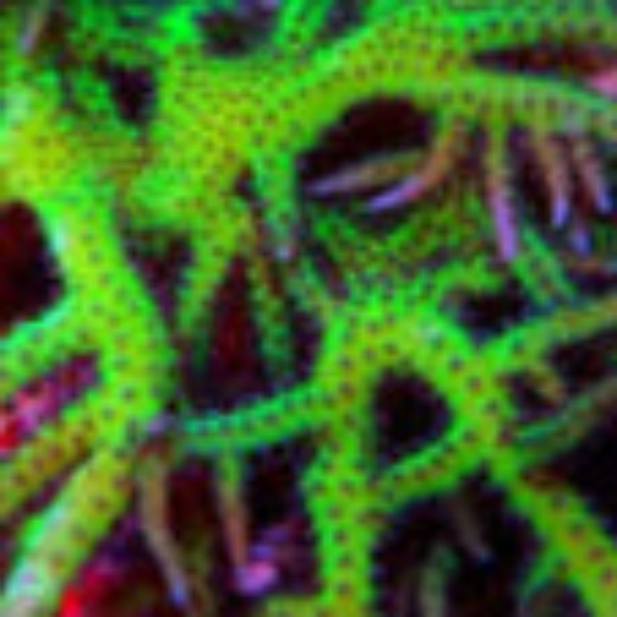 Seriatopora Hystrix Green Frag - Aqua Group