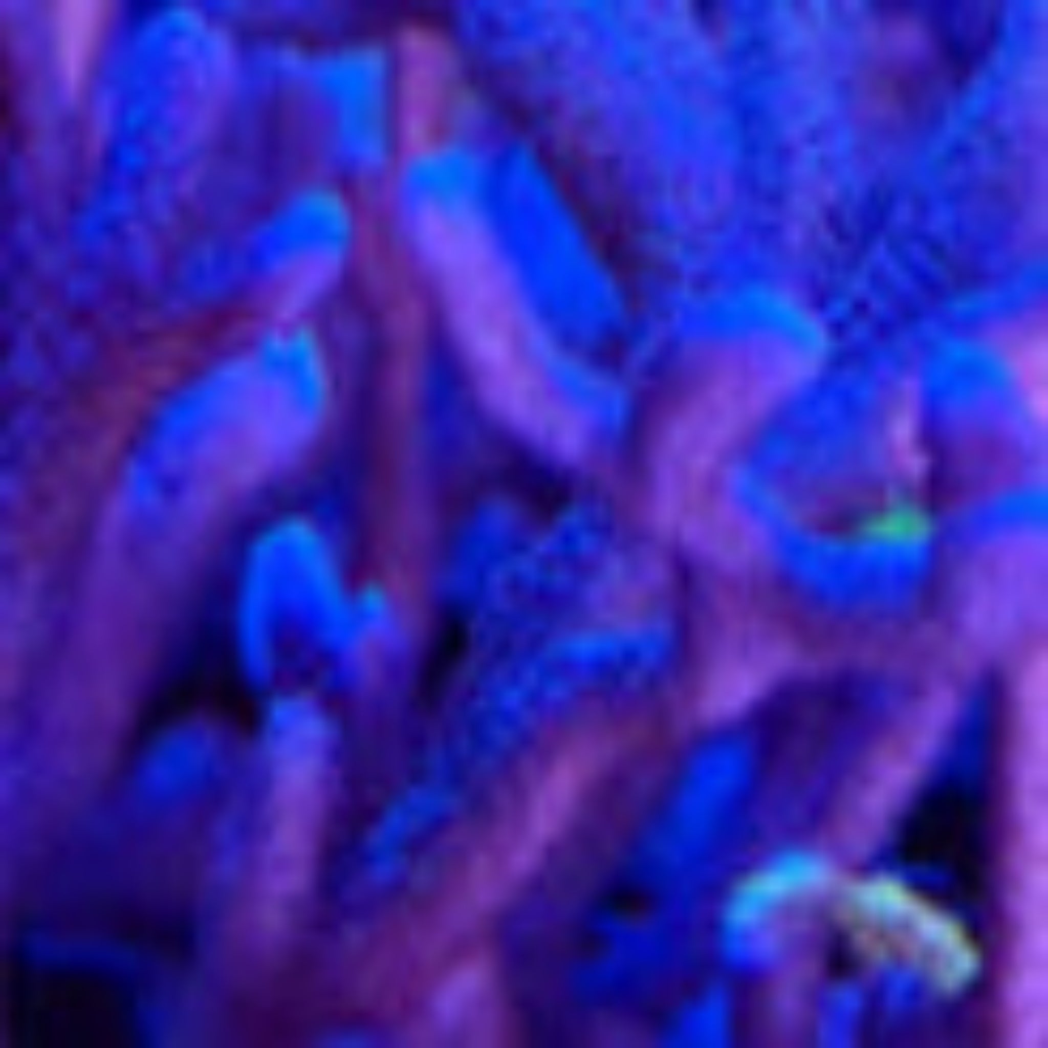 Blue Montipora Digitata Frag - Aqua Group