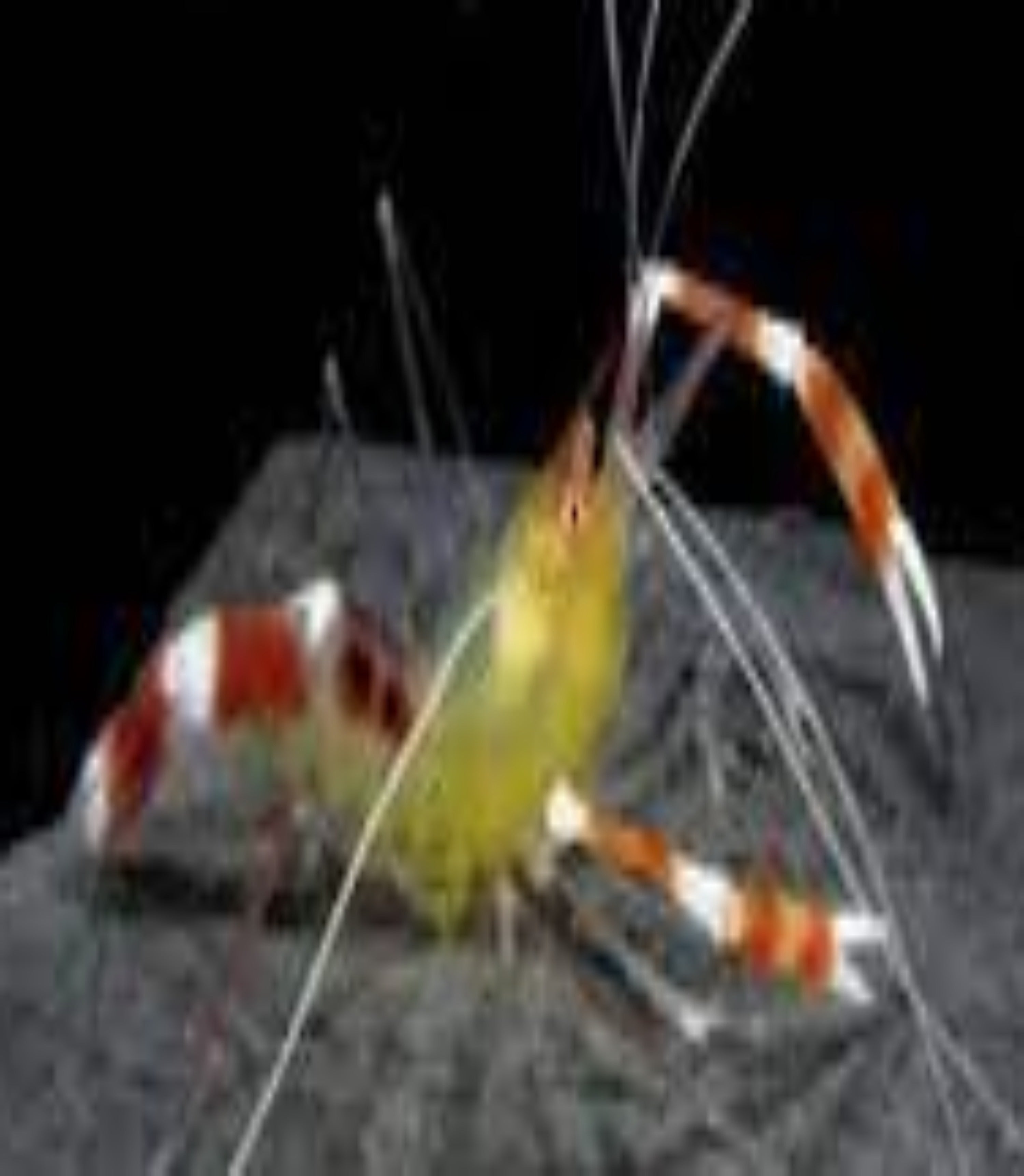 Boxing Shrimp - Yellow