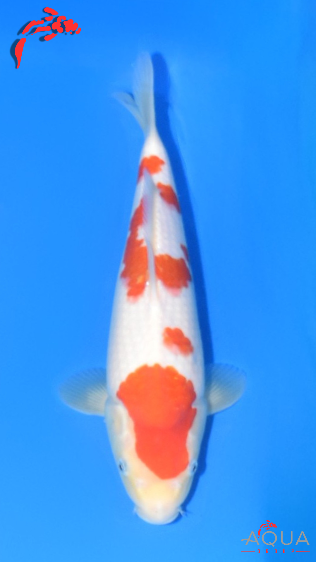 Kohaku - Beppu - Jumbo Tosai - #03