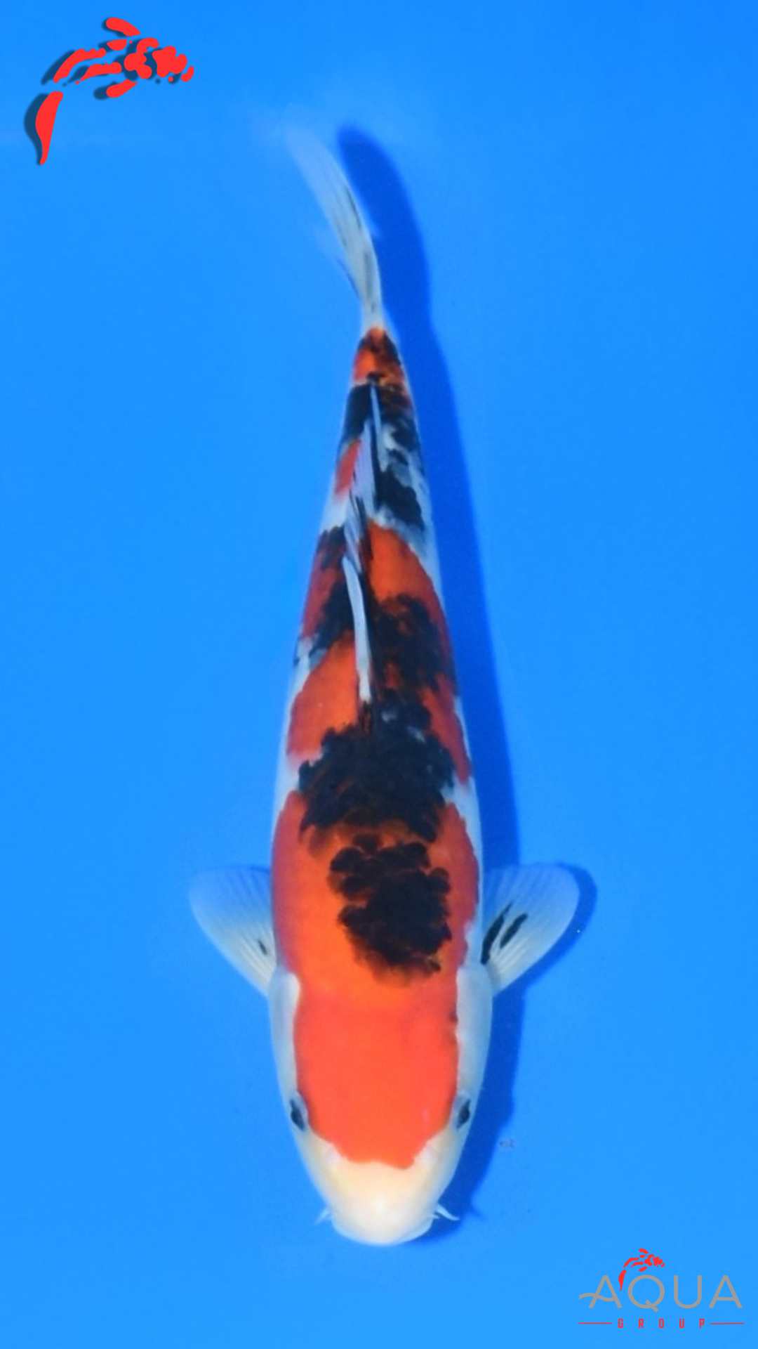 Sanke - Beppu - Jumbo Tosai #05