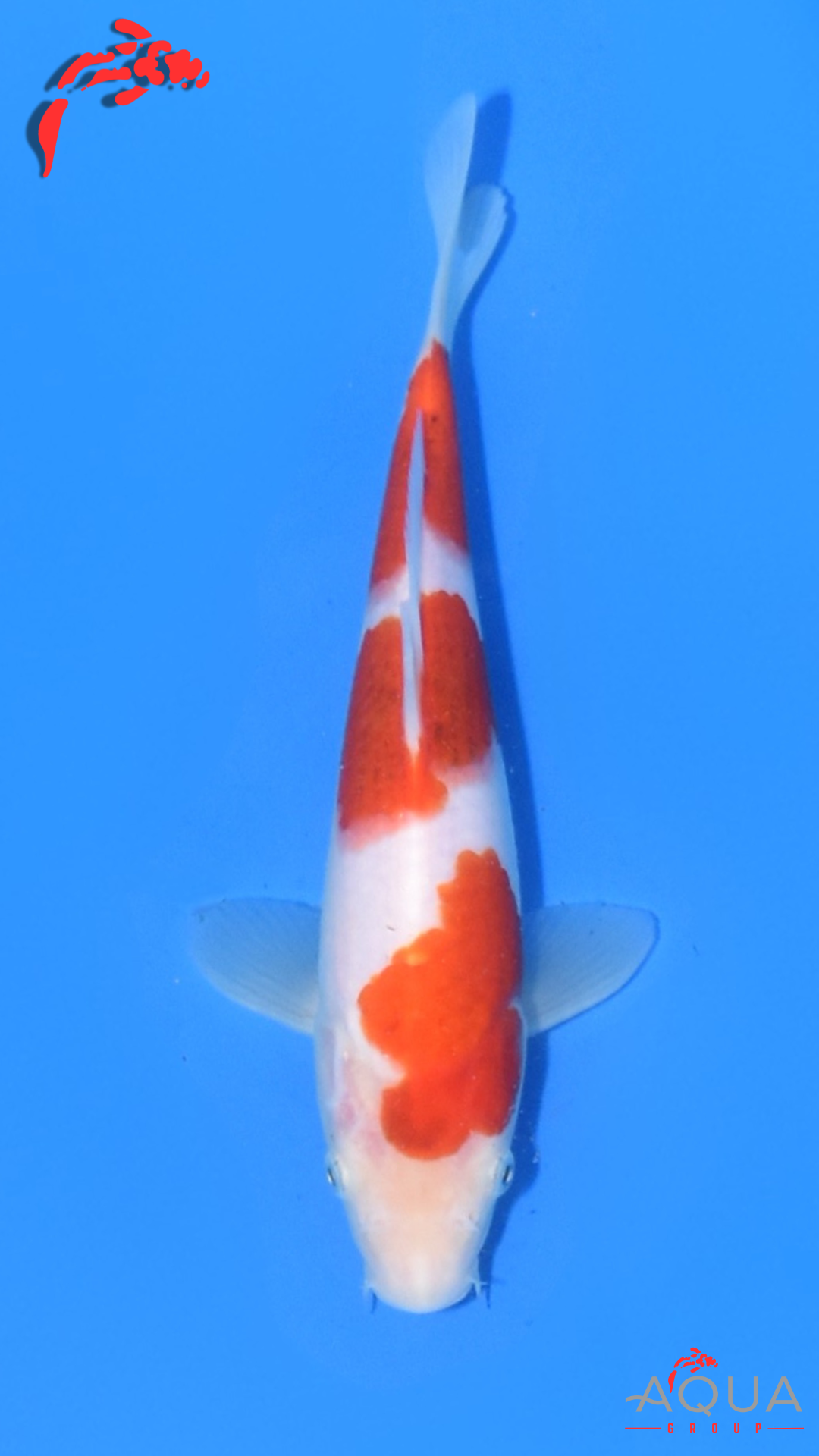 Goromo - Matsue - Jumbo Tosai - #01