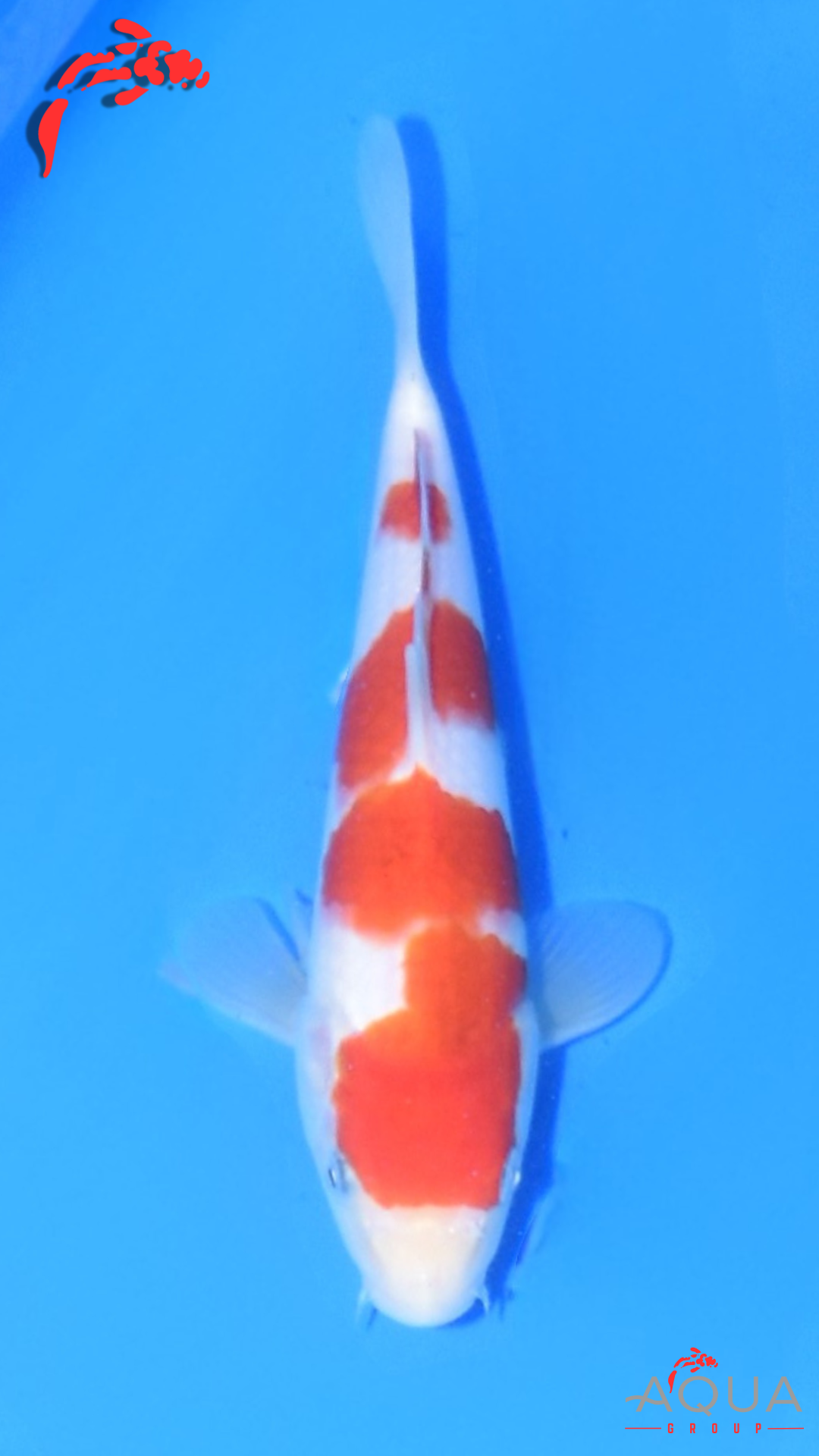 Goromo - Matsue - Jumbo Tosai - #03 - Aqua Group