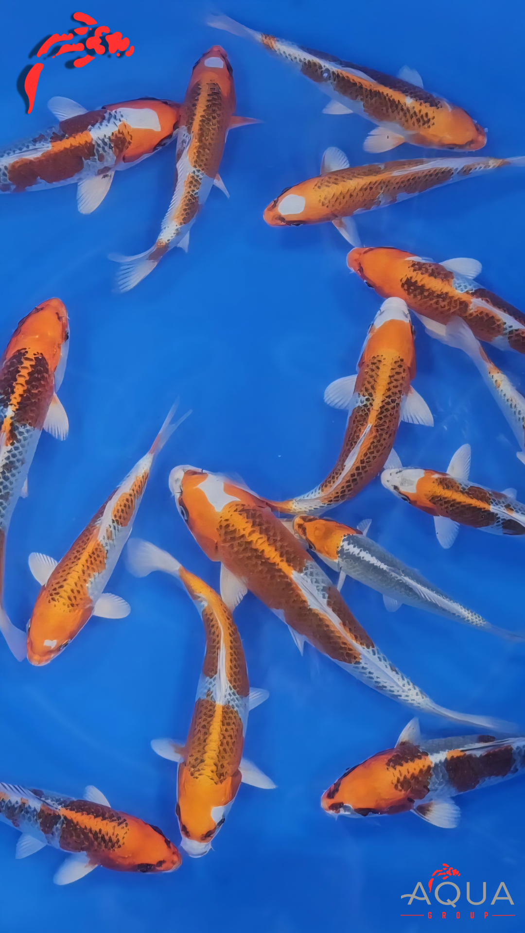 Mixed - Kujaku - Omosako - Tosai - Aqua Group