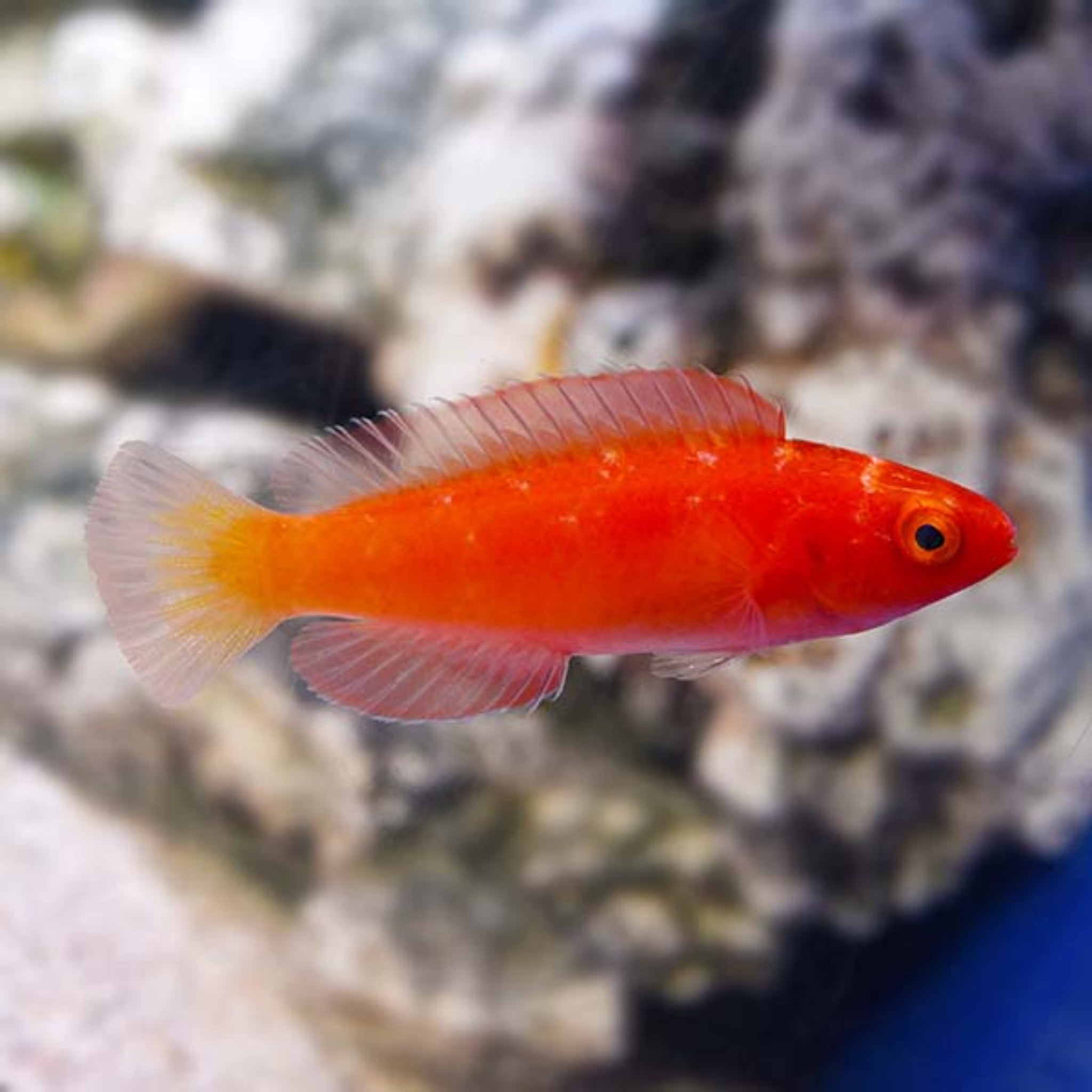 Magmar Wrasse- Female