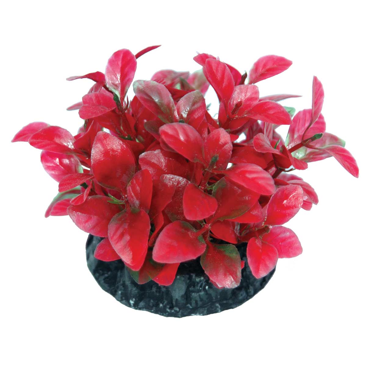 Hugo Kamishi Ludwigia Green & Red 13cm - Aquarium Plant