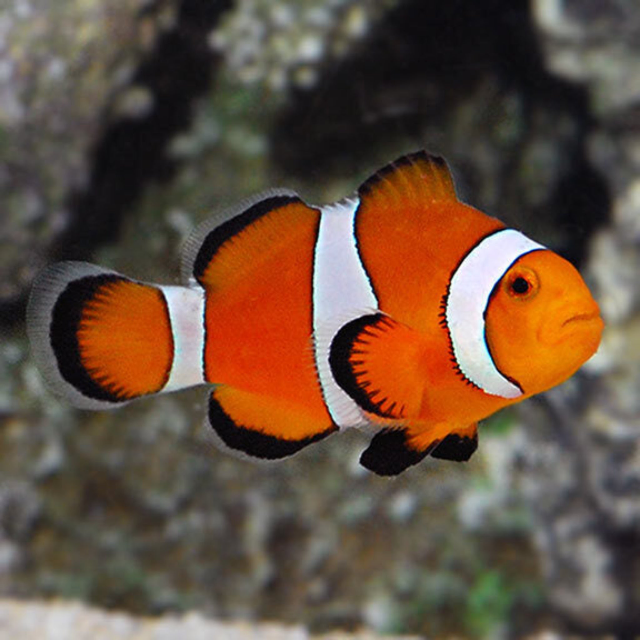 Wild Percula Clownfish - Aqua Group