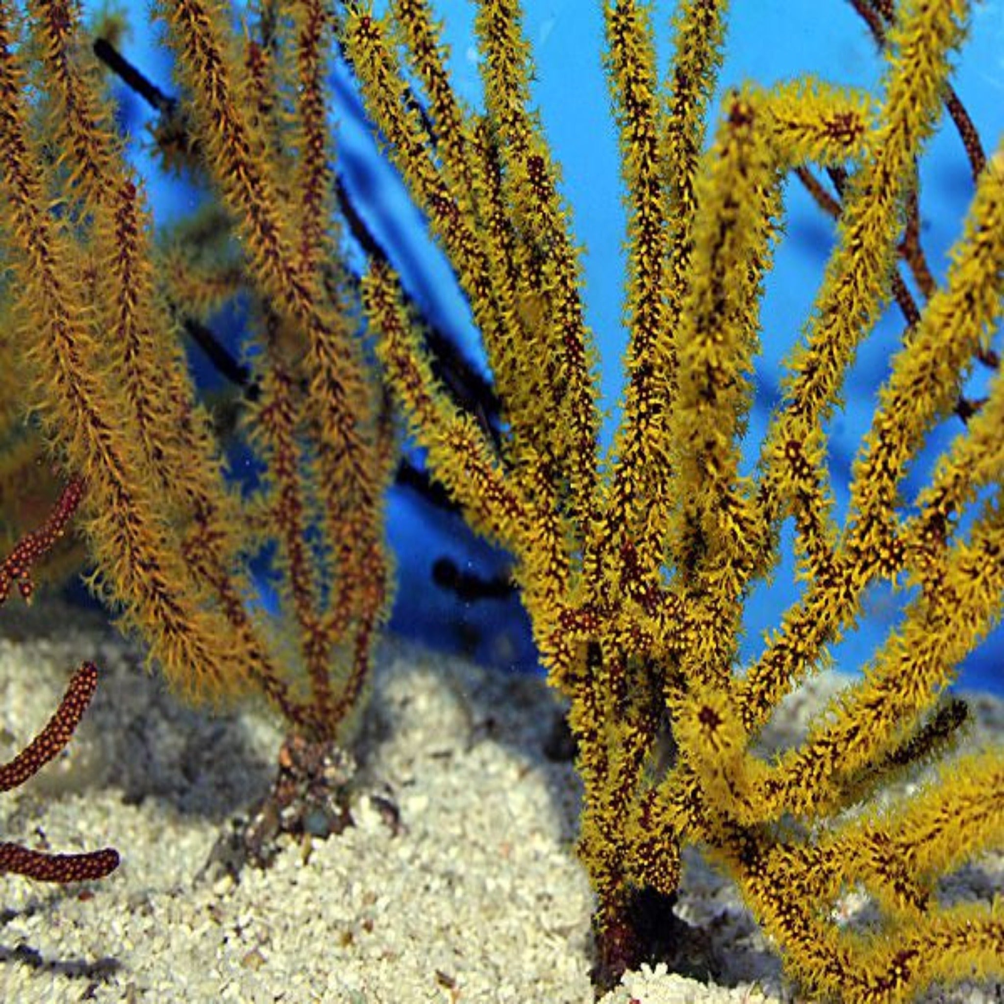 Gold Polyp Gorgonian- Menelia - Aqua Group