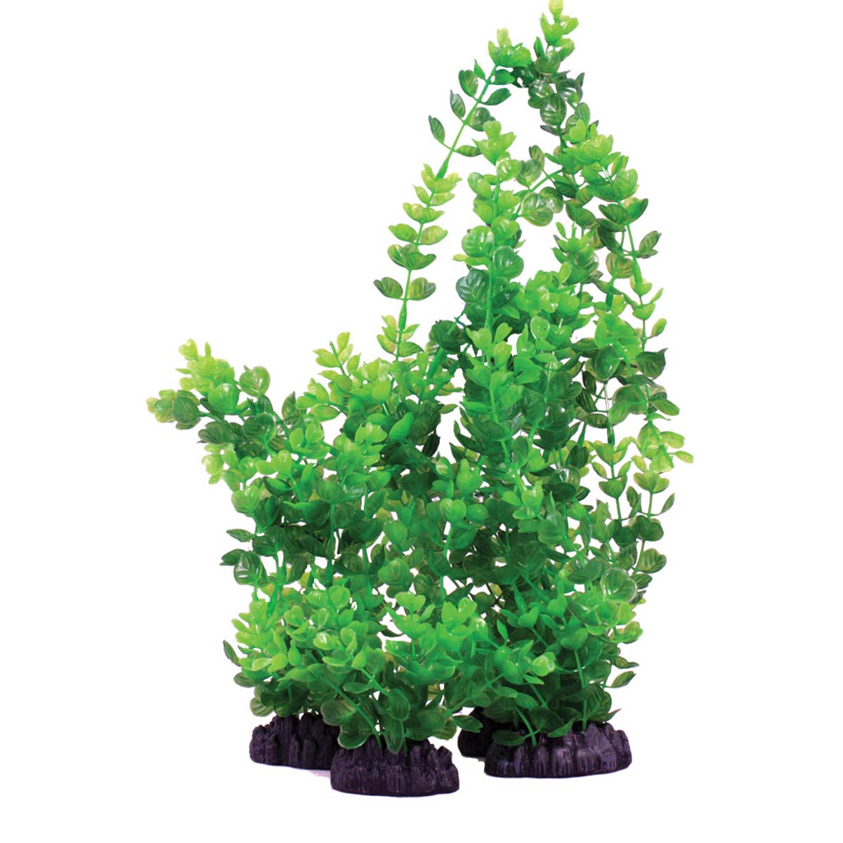 Hugo Kamishi Rotala Indica 13cm - Ornanmental Aquarium Plant