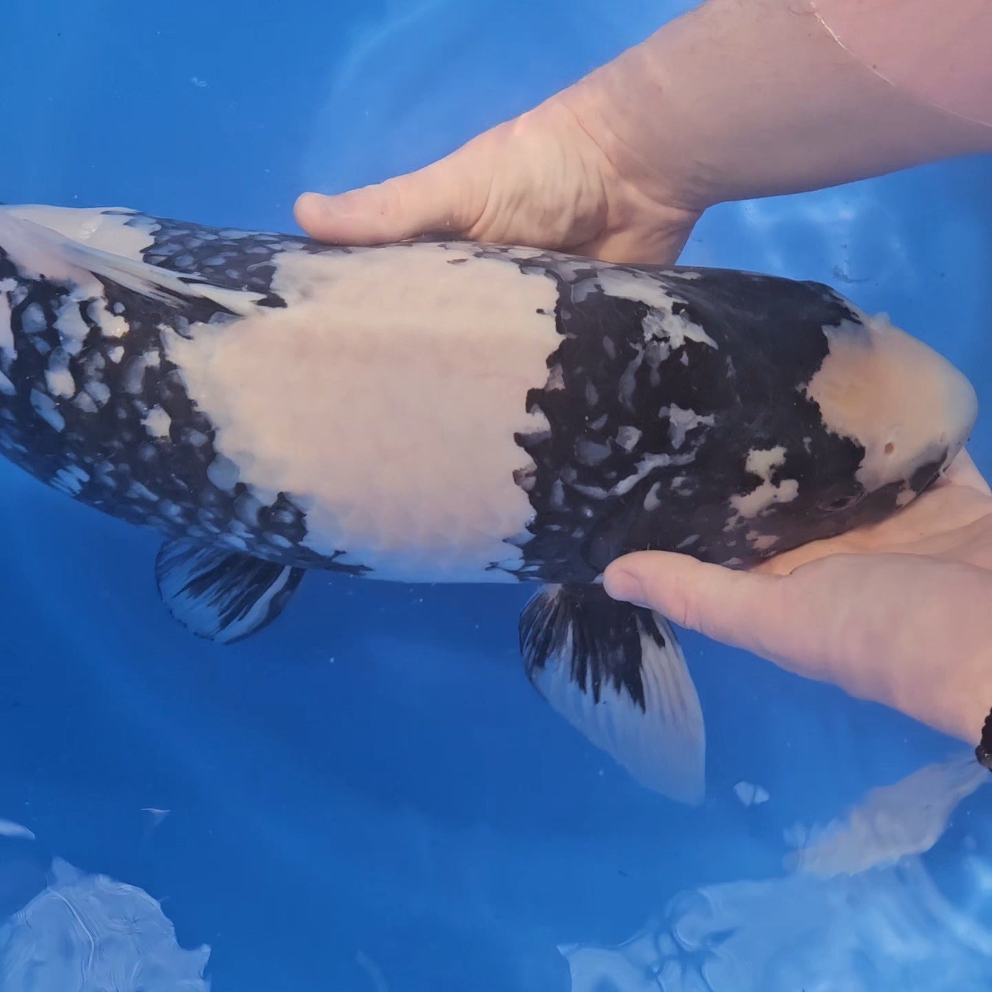 Shiro Utsuri - Omosako - Sansai & Yonsai