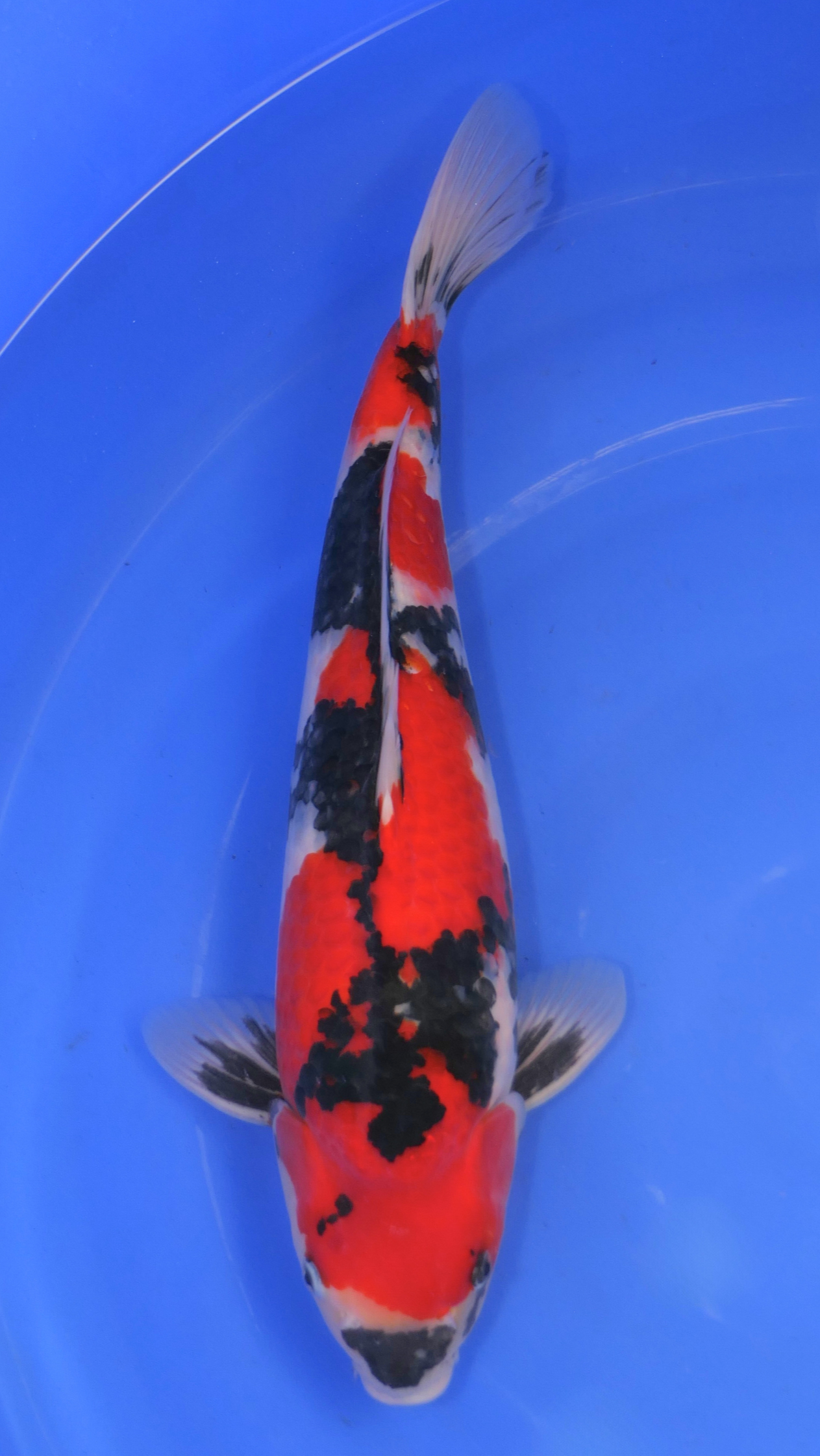 Showa - Maruchiku - Nisai