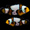 Black Ice Clownfish Pair