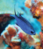 Chromis - Blue Reef