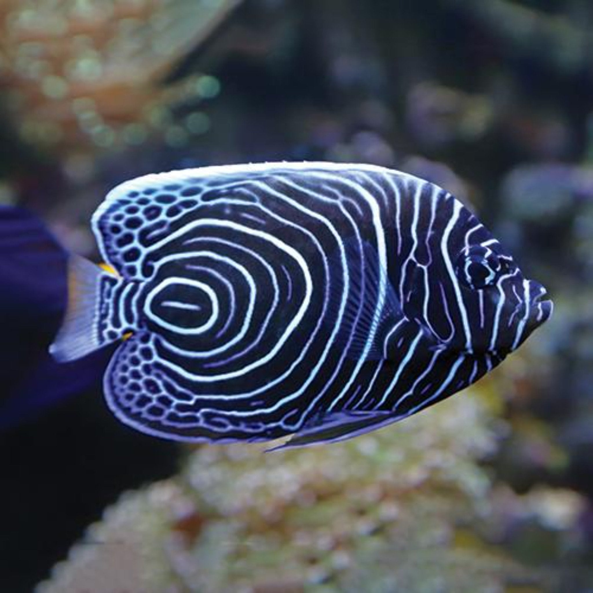 Emperor angelfish discount