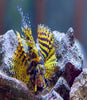 Golden Bumblebee Fuzzy Dwarf Lionfish