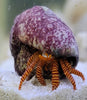 Hermit Crab - Halloween