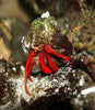 Hermit Crab - Red Leg