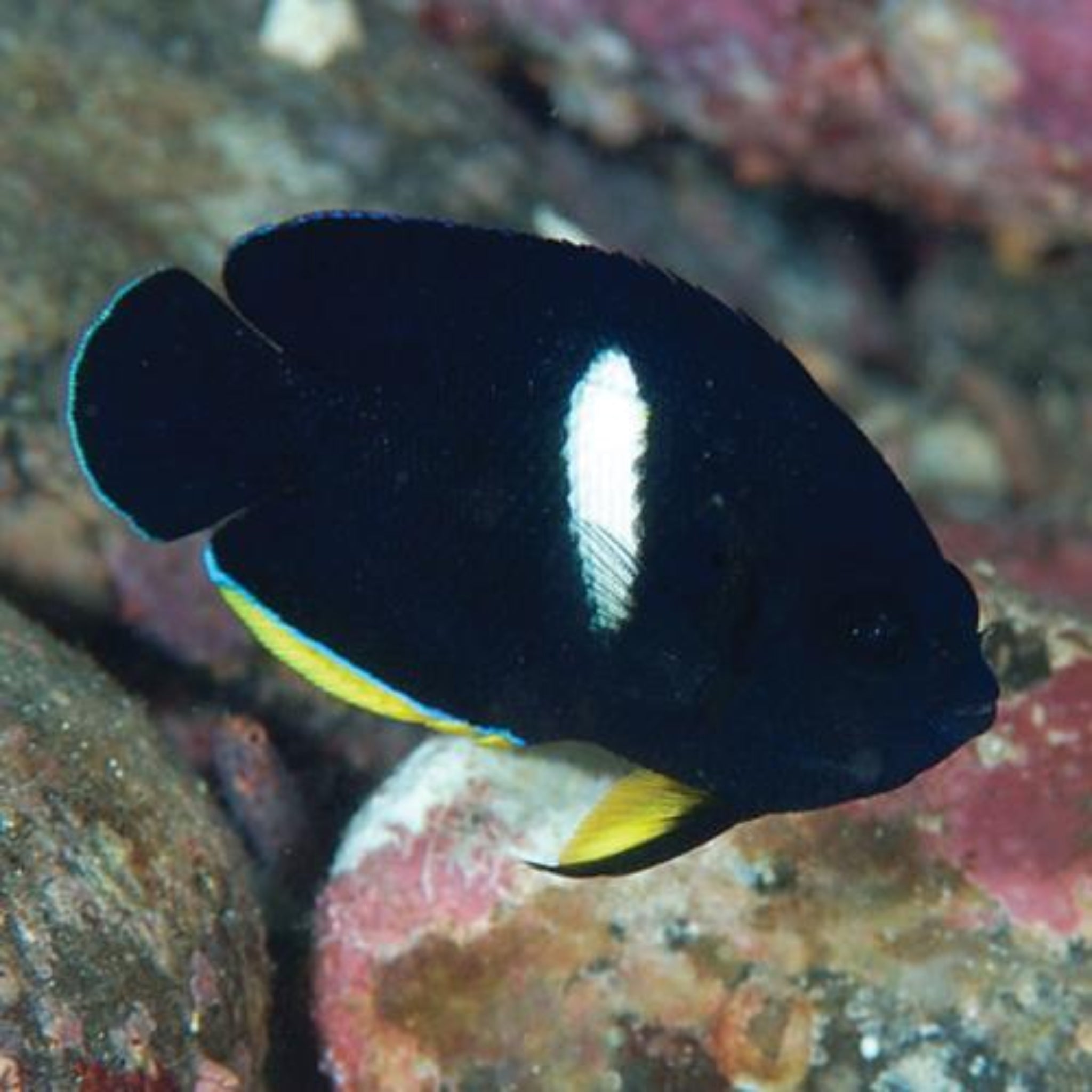 Keyhole Angel - Melanesia