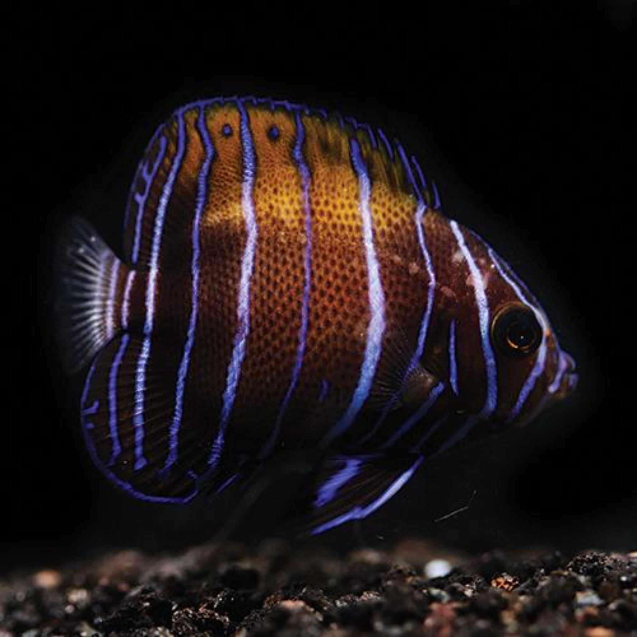 Majestic Angel Fish 2 inch Pomacanthus navarchus Aqua Group