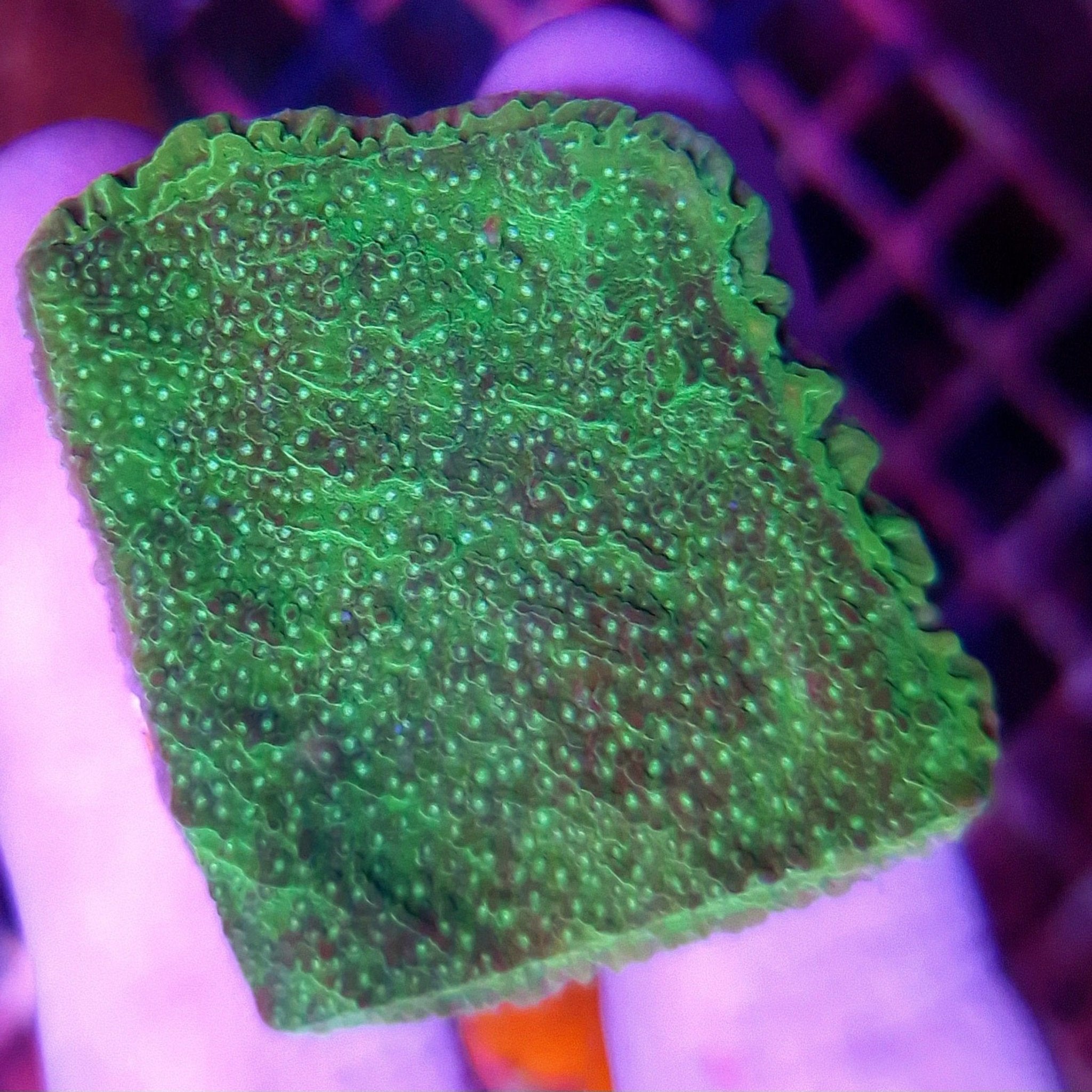 Montipora green