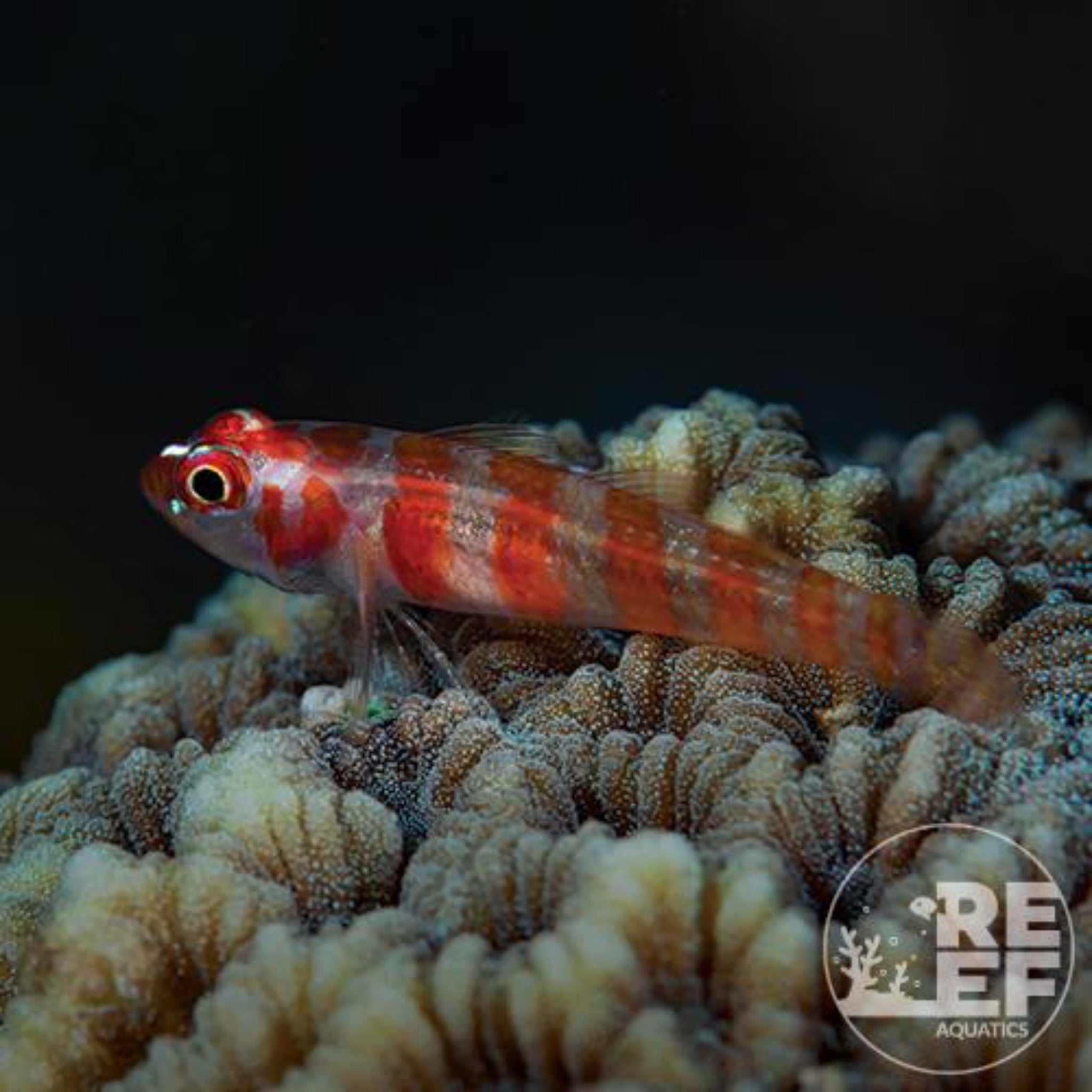 Nano Goby - Firecracker