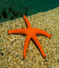 Orange Finger Starfish