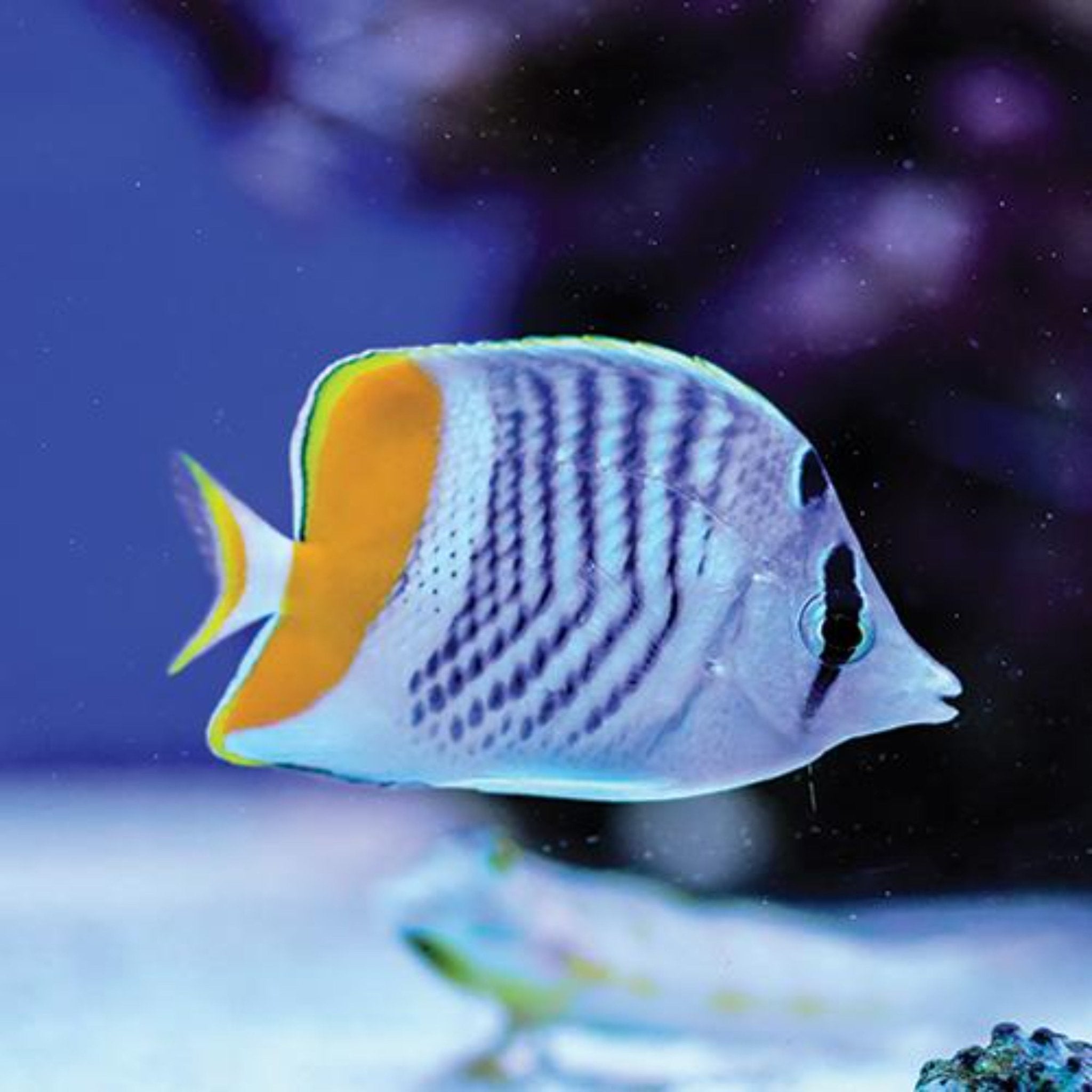 Pearlscale Butterfly - Pacific