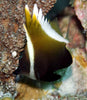 Pleurotaenia Wimplefish