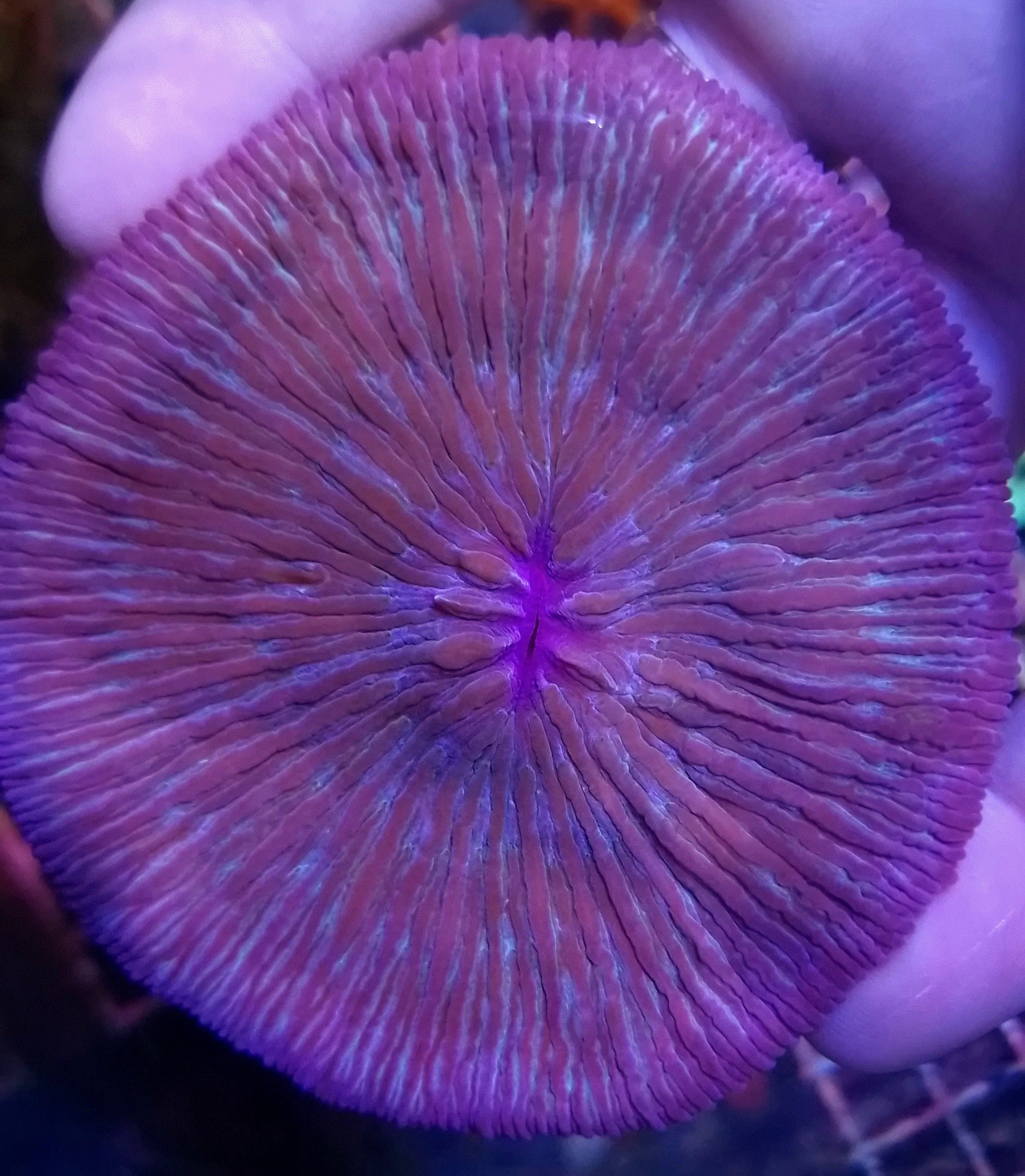 Purple Blue Body Fungia