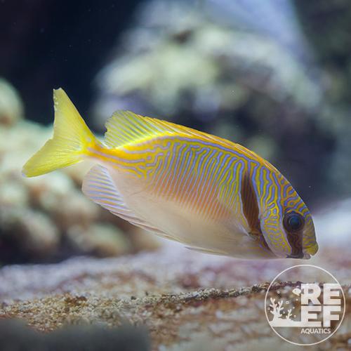 Rabbit - Orange Line