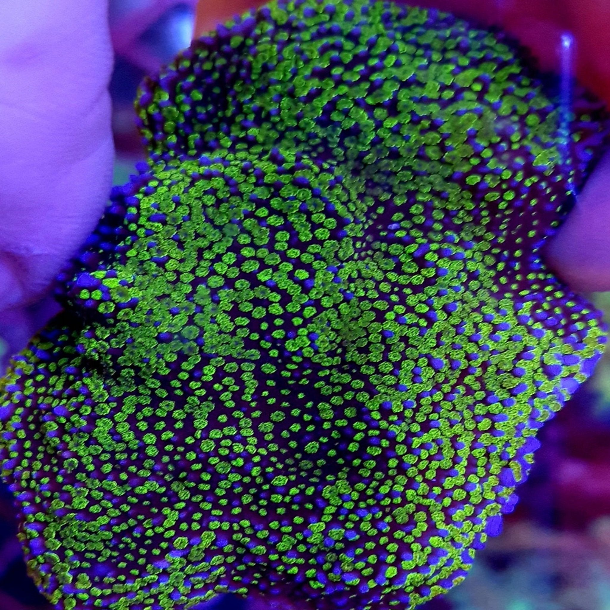 Rainbow Montipora(sps)