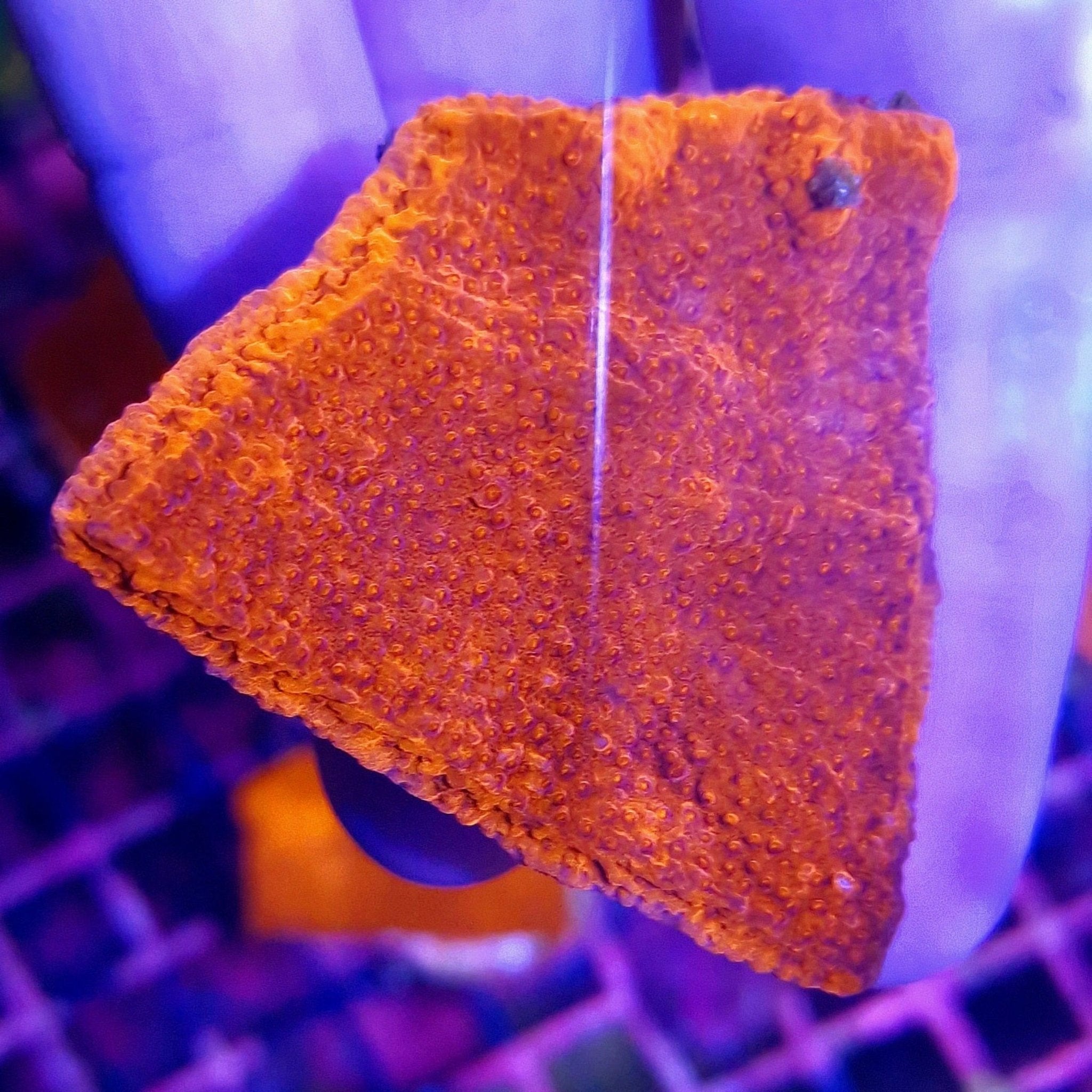 Red Montipora