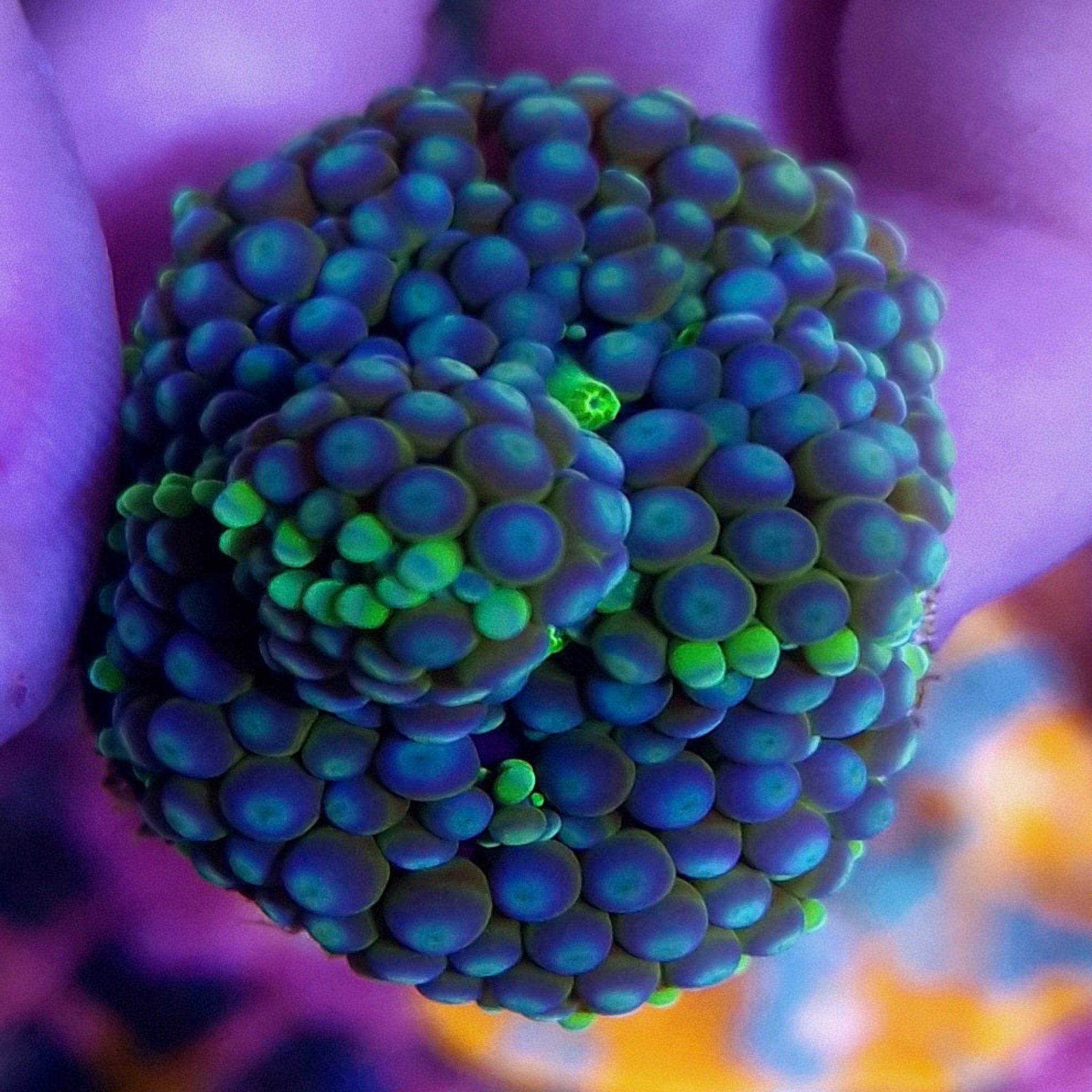 Ricordia Caribbean - Green